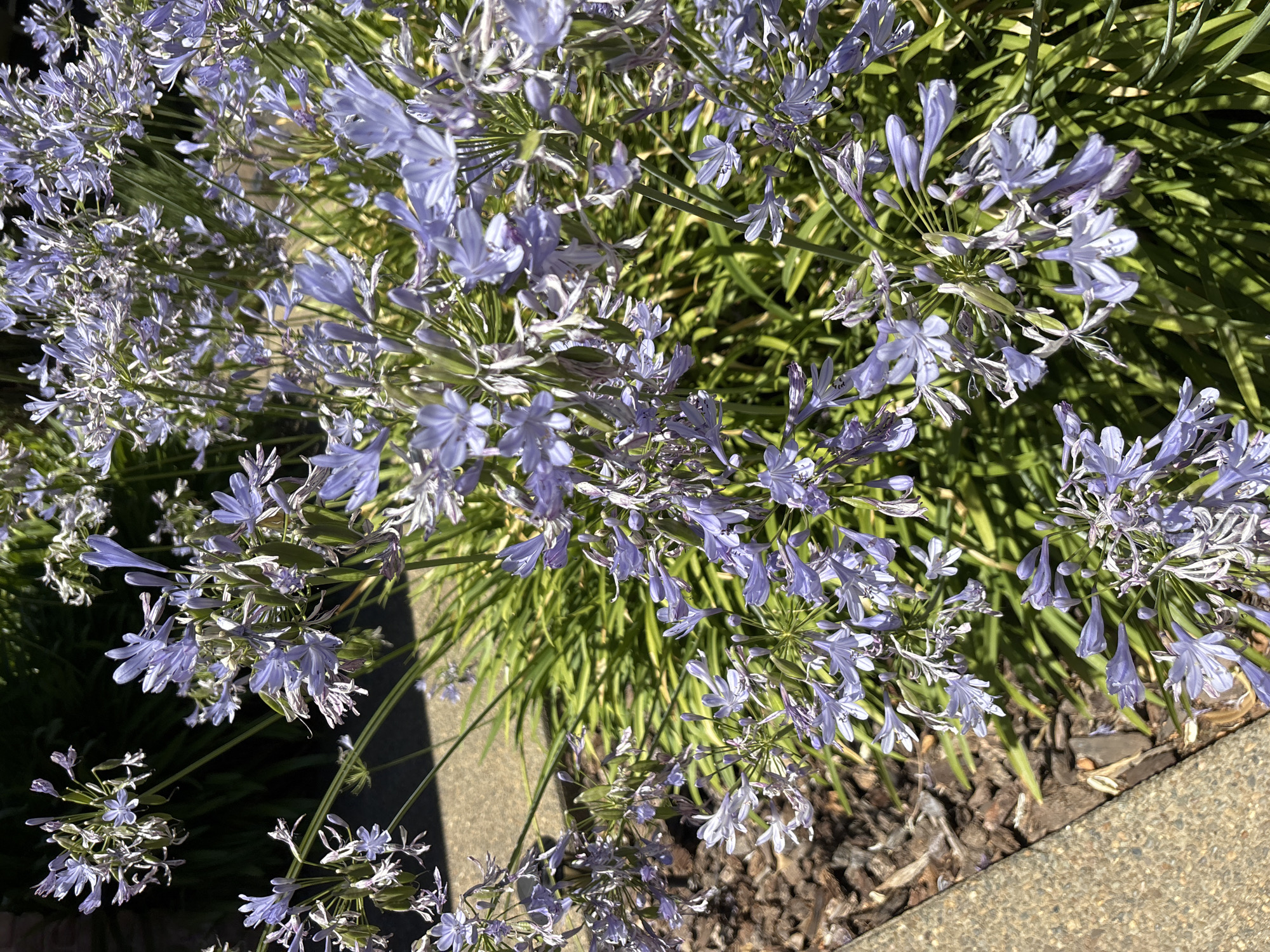 A cluster of pale purple Agapanthus flowers, also known as Lily of the Nile, are in full bloom. The flowers are arranged in spherical umbels at the ends of long, thin stems. The petals are a delicate shade of lavender with some white accents, and each flower has six petals. The foliage is a vibrant green, with long, strap-like leaves that are characteristic of the plant. The flowers are growing in a garden bed with dark brown mulch and a concrete pathway. The scene is bathed in bright sunlight, casting shadows from the flowers onto the ground. This image was taken in Folsom, California, United States of America.