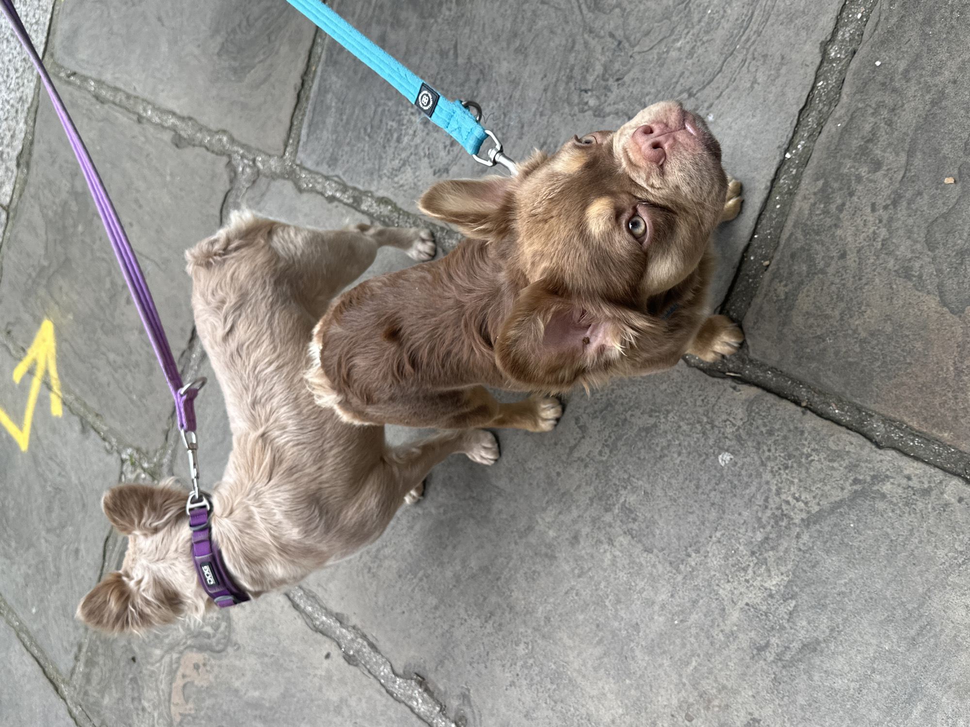 The image depicts two dogs on leashes on a paved surface, possibly a sidewalk. One dog is brown with its head tilted up, wearing a blue leash. The other dog is light beige/tan and wearing a purple collar with a matching leash. The paving is composed of large, irregular gray slabs with darker grout lines. A yellow marking is visible on one of the slabs. The environment appears to be urban, likely London due to the paving style commonly found in that city. No people are directly visible in the frame.