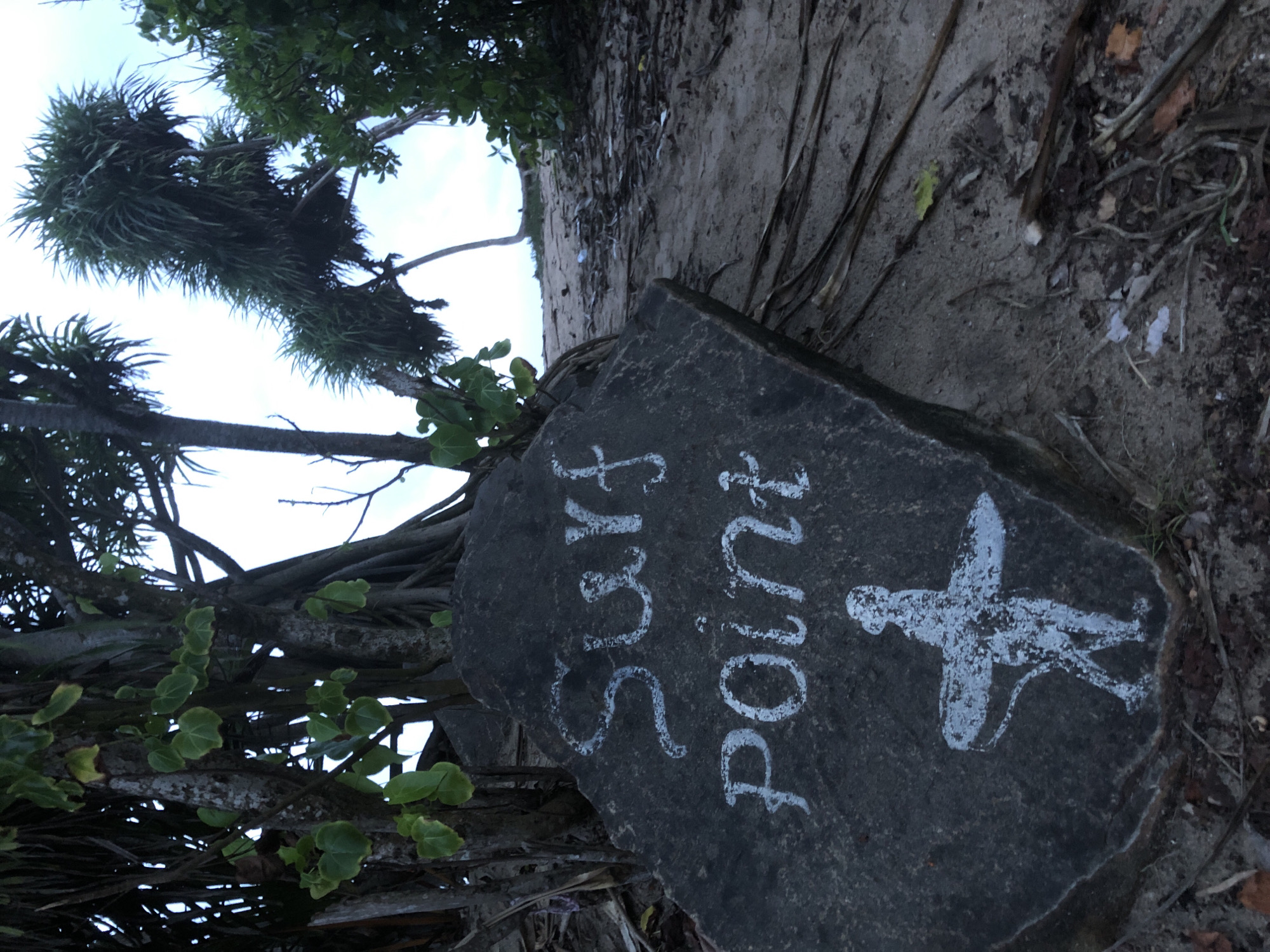 A low-angle, full shot shows a weathered rock with white lettering and a drawing on its surface, positioned on a sandy path bordered by vegetation. The rock, dark gray and somewhat rough, has the words "Surf Point" painted in white capital letters. Below the text, a white silhouette depicts a person with a surfboard, appearing to be walking or standing. The surrounding environment is natural, with sandy ground, fallen leaves, and exposed roots. Lush green foliage, including trees with distinctive spiky leaves and other leafy plants, frames the scene. In the background, a pale sky is visible above the trees, and the path appears to lead towards an open area, possibly the ocean. The overall impression is of a rustic, coastal location. The location is in Kathaluwa, Sri Lanka.