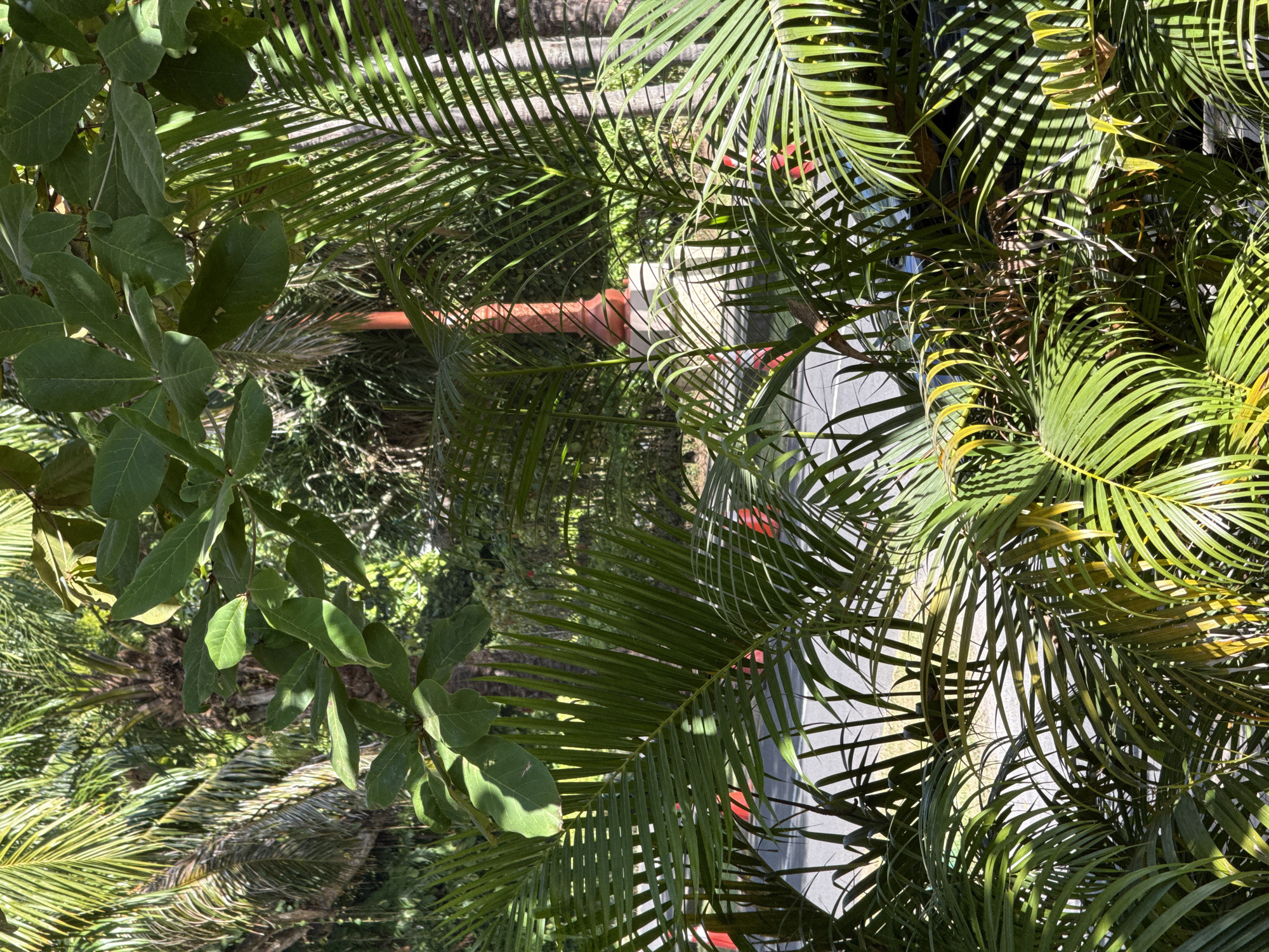 The image, rotated 90 degrees clockwise, presents a vibrant outdoor scene dominated by lush, dense tropical foliage. The foreground and much of the midground are filled with an abundance of green leaves, primarily consisting of numerous palm fronds with their distinctive parallel leaflets, and broader, darker green leaves from other trees or shrubs.
Bright sunlight illuminates the scene, casting strong, intricate patterns of light and shadow across the leaves and through the fronds, indicating a sunny daytime. Through the gaps in the vegetation, a paved surface, likely a road or driveway, is visible in the background. A grey vehicle, possibly an SUV or van, is partially obscured by the plants, with glimpses of what appear to be red taillights or other red vehicle components. An orange or reddish pole or pipe also emerges from the greenery in the middle distance.
The scene captures a static moment, with no discernible activity or people present. The type of vegetation strongly suggests a warm, tropical climate, consistent with the Kuta Selatan, Indonesia location context. No visible text is present in the image.