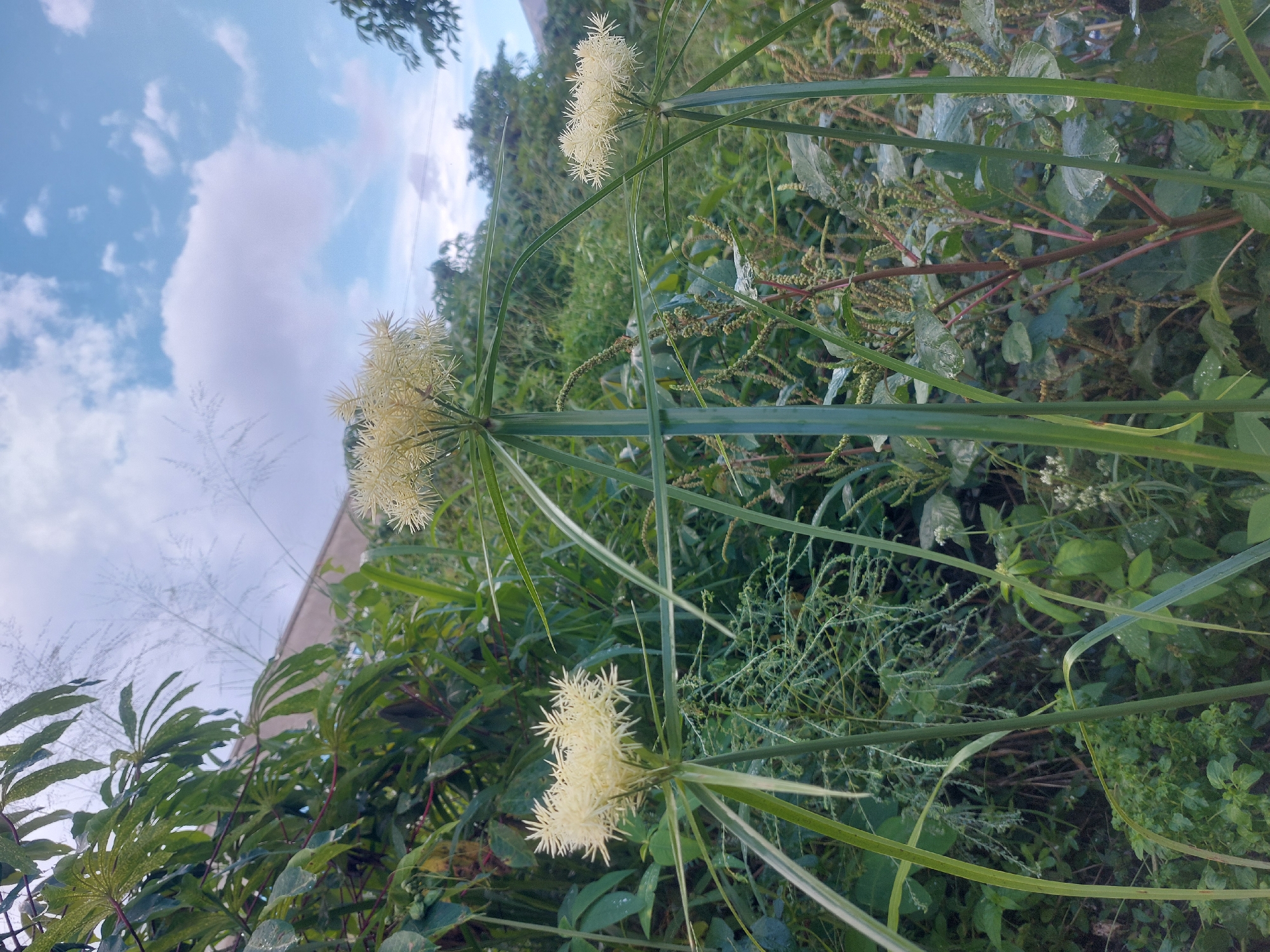 The image depicts a lush, overgrown scene, likely captured in Dar es-Salaam, Tanzania. The primary focus is on several papyrus plants, identified by their tall green stalks and distinctive umbrella-like flower heads with pale yellow, feathery blooms. These plants are surrounded by a variety of other green vegetation, including leafy bushes, grasses, and possibly some weedy species. The foreground shows a dense collection of greenery, obscuring the ground beneath. In the background, more vegetation is visible, suggesting a wild, unkempt area. Partially visible in the upper left corner is a structure or building. The sky is visible in the top portion of the image, showing patches of blue interspersed with clouds. The image appears to be taken during the day, with natural lighting illuminating the scene.