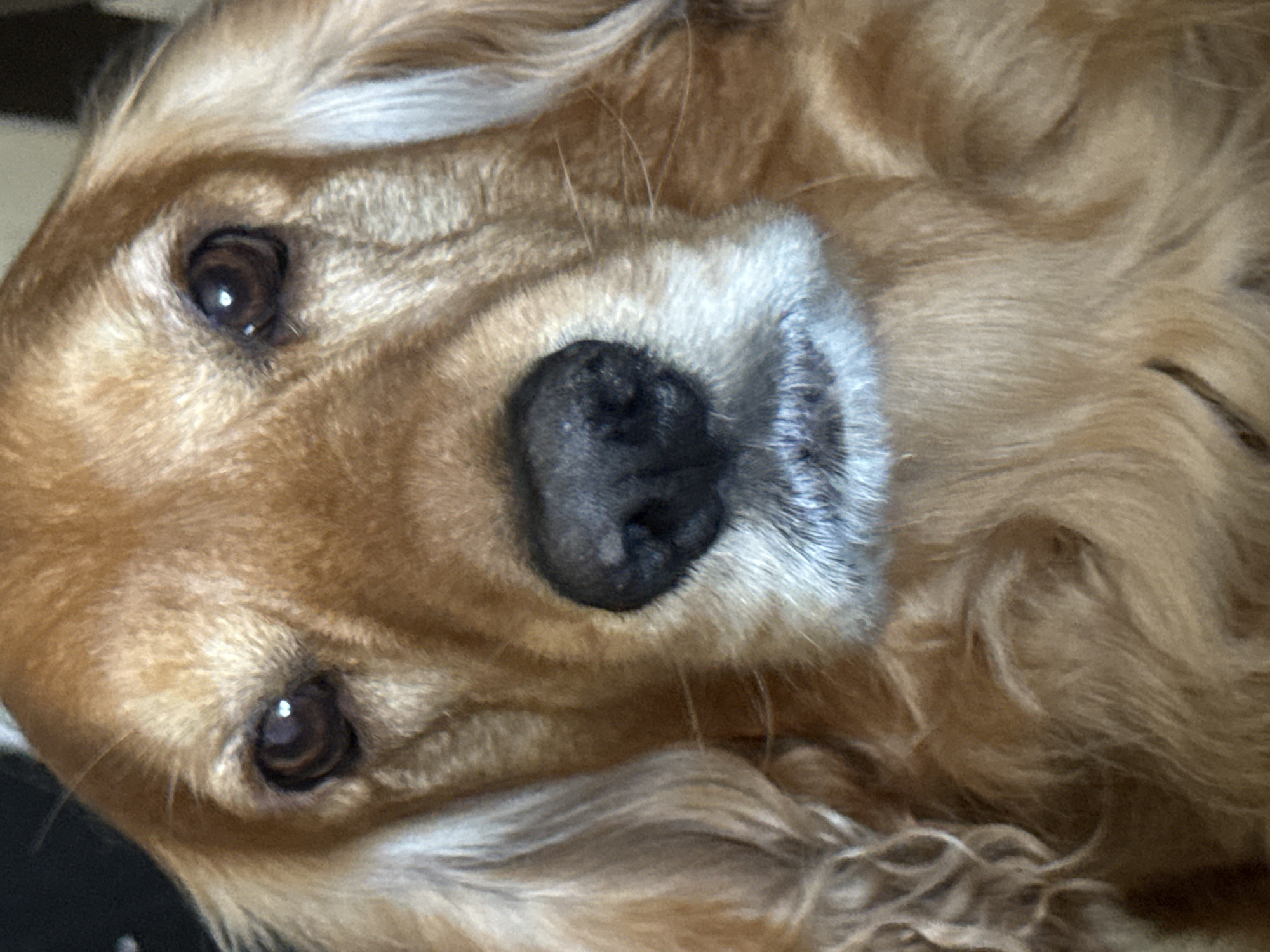 A close-up, head-on, medium shot shows the face of a golden-furred dog looking directly at the camera. The dog's eyes are dark brown, and its nose is black and wet. The dog has long, floppy ears and a white muzzle. The background is dark and out of focus. The image is undated and unlocated.