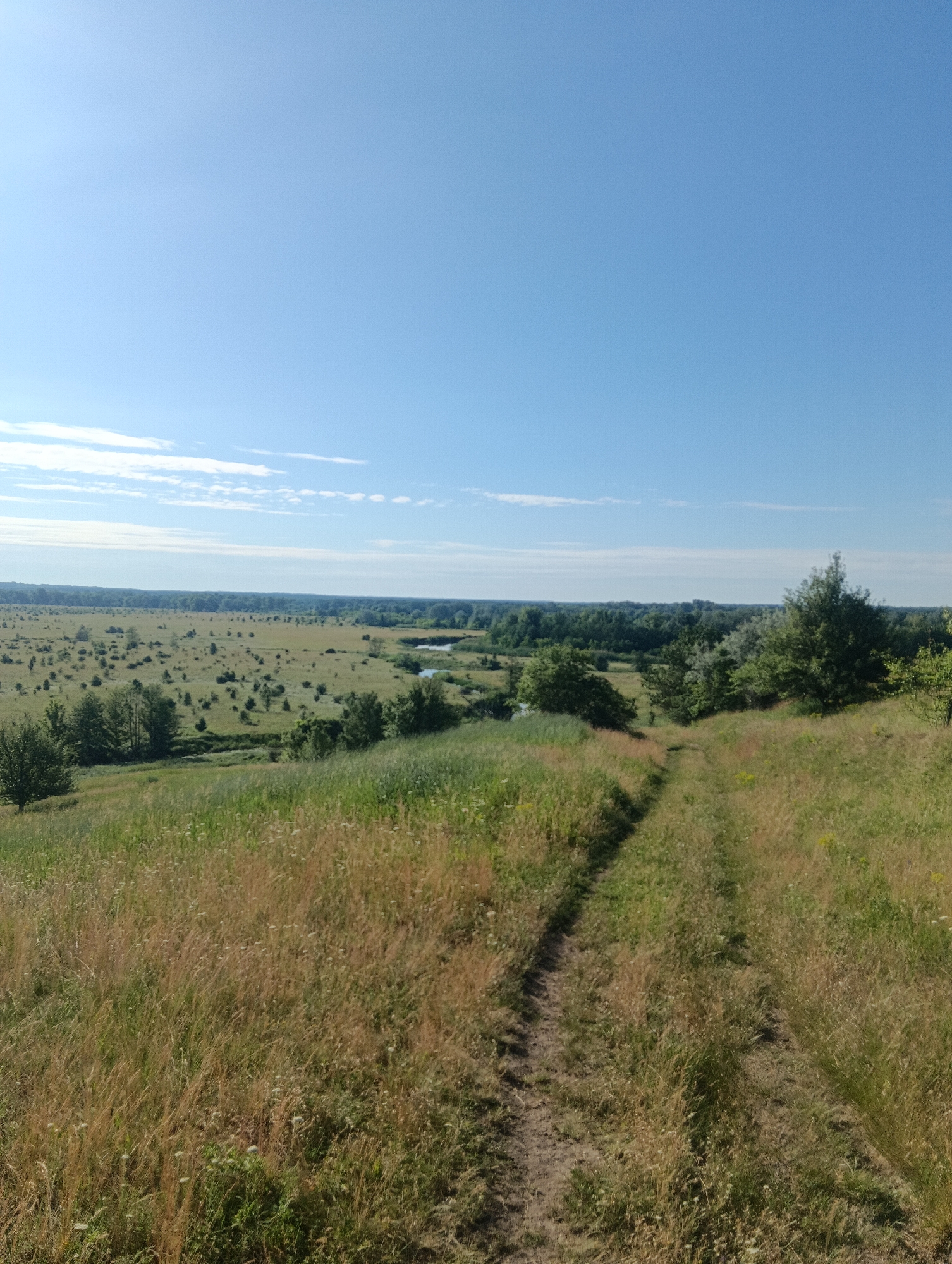 The image depicts a panoramic view of a rural landscape under a clear blue sky with a few wispy clouds. In the foreground, a dirt path winds its way up a grassy hill covered in tall, dry grass and scattered wildflowers. The path disappears over the crest of the hill, leading the viewer's eye towards the midground.
The midground features a vast, open field dotted with numerous small bushes and scattered trees. A winding river or stream meanders through this field, reflecting the blue of the sky. Beyond the field, a dense line of trees forms a dark green horizon, suggesting a forest or a heavily wooded area. The overall impression is one of a serene, natural environment, likely in a rural or undeveloped area. There are no people or man-made structures immediately visible in the scene, besides the dirt path.