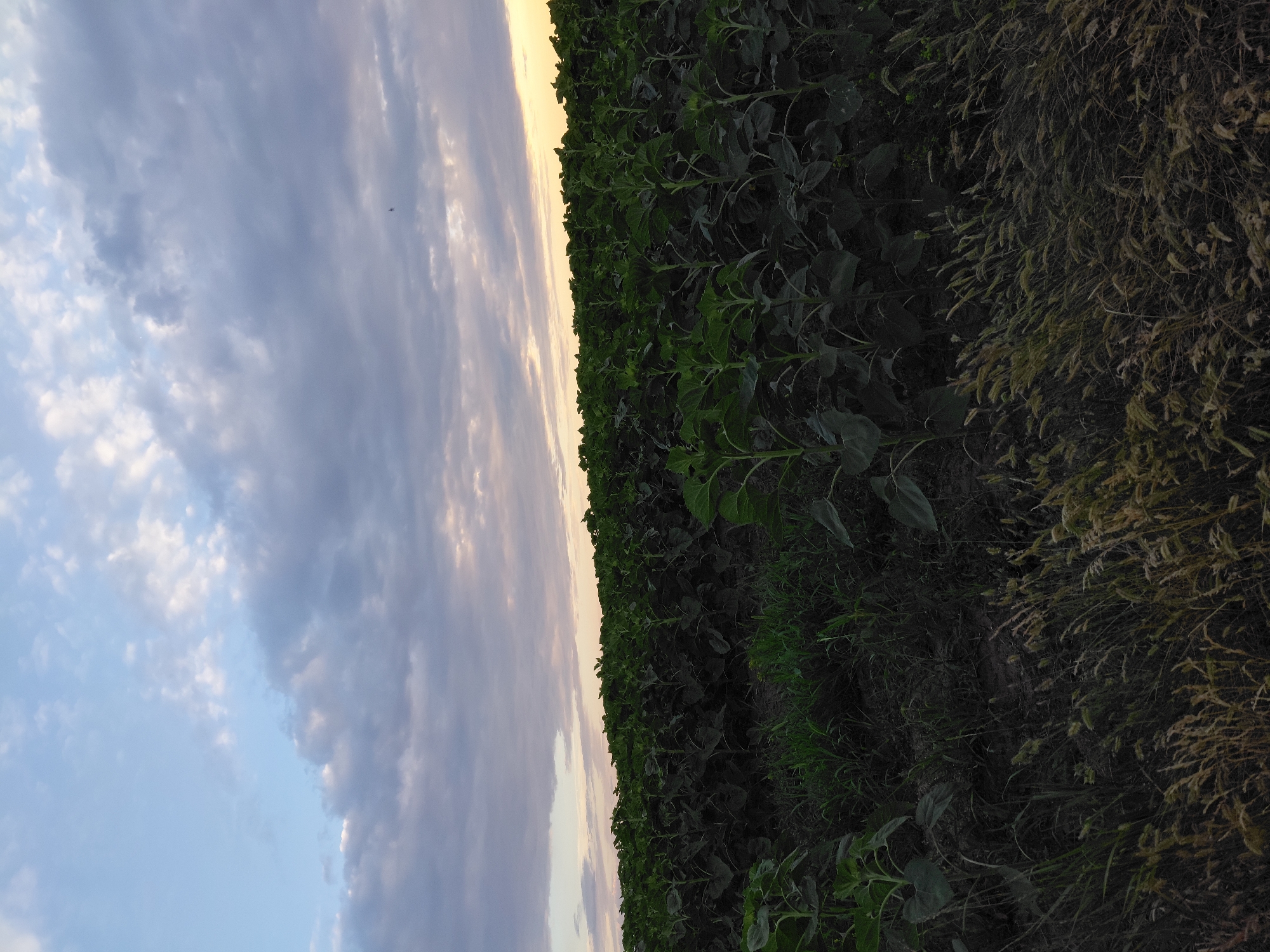 A field of young sunflowers stretches into the distance under a cloudy sky. The sunflowers are dark green and appear to be in an early stage of growth. The sky above is a blend of pale blue and gray clouds, with a hint of yellow light from the setting sun on the horizon. In the foreground, tall grasses and weeds are visible. The scene appears to be a rural landscape, possibly in the countryside. There are no people or man-made structures visible in the image. The lighting suggests it is either sunrise or sunset.