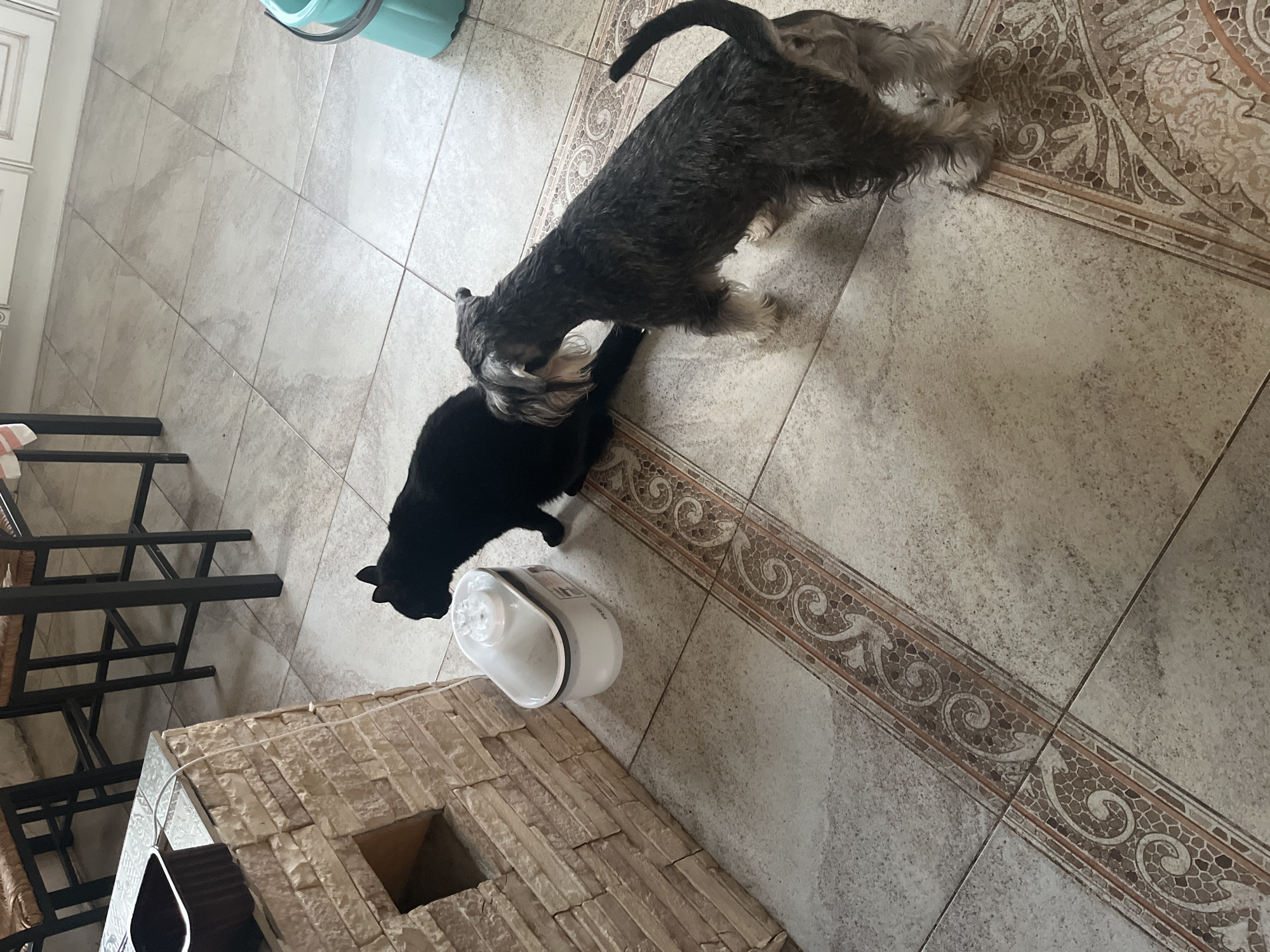 A black cat and a gray schnauzer stand by a pet water fountain on a tiled floor in what appears to be a kitchen or dining area. The cat is on the left, and the dog is to the right, facing away from the camera. A textured stone structure is to the left of the water fountain, and in the background, there are high chairs and kitchen cabinets. The floor is tiled with a decorative border. The overall scene is domestic and peaceful. There are no indications of the location being in the city of Vladimirovka, Russia.