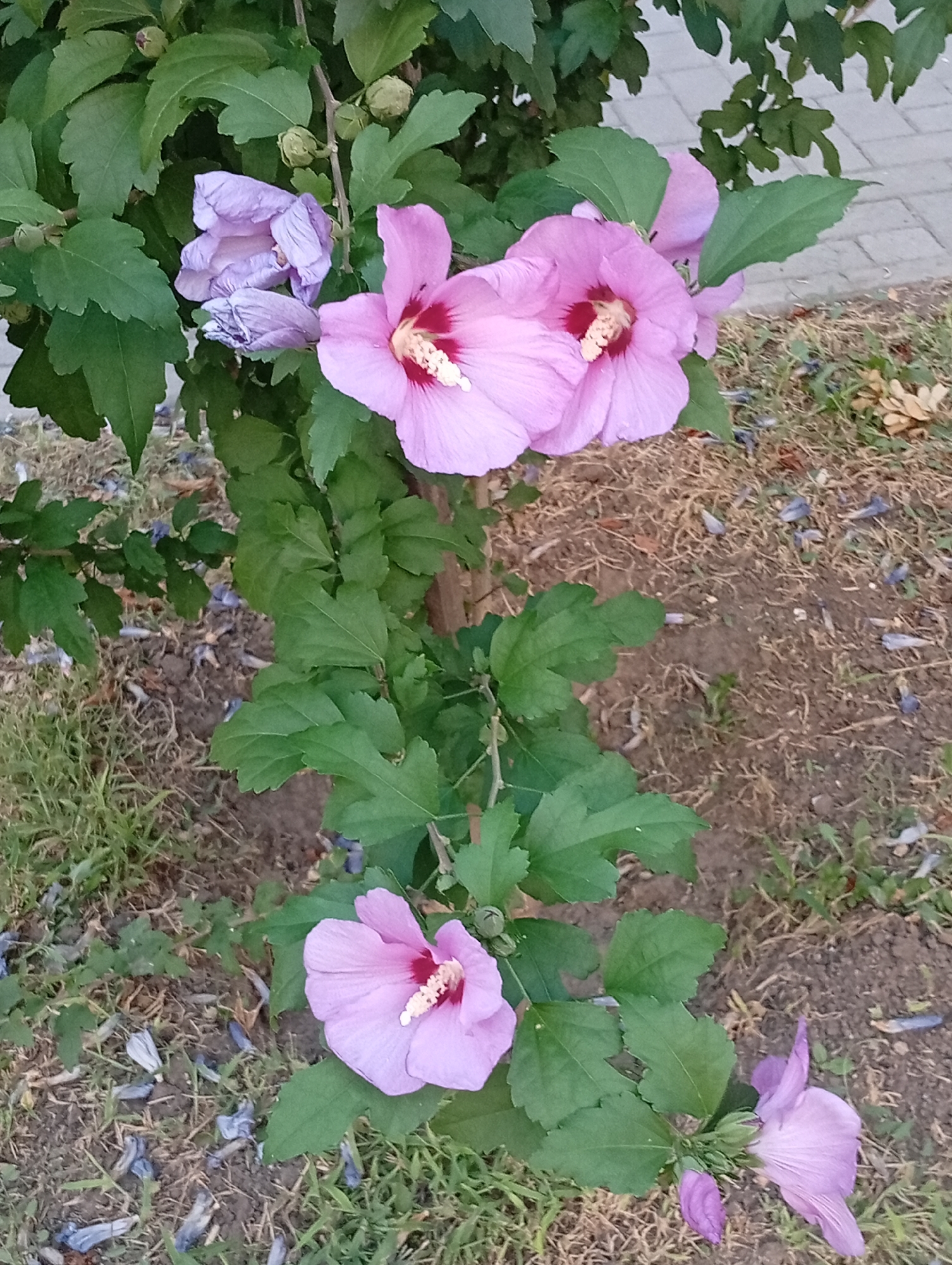 The image shows a close-up of a hibiscus bush with several pink flowers and buds. The flowers are open and show their stamens. The bush is surrounded by green leaves and dry grass. In the background, a paved walkway is visible, suggesting an outdoor urban or suburban setting. The specific location is a street in the city of Pokrov, Ukraine, as indicated by the metadata associated with the image. There are no people or animals visible in the image. The lighting suggests it is daytime.