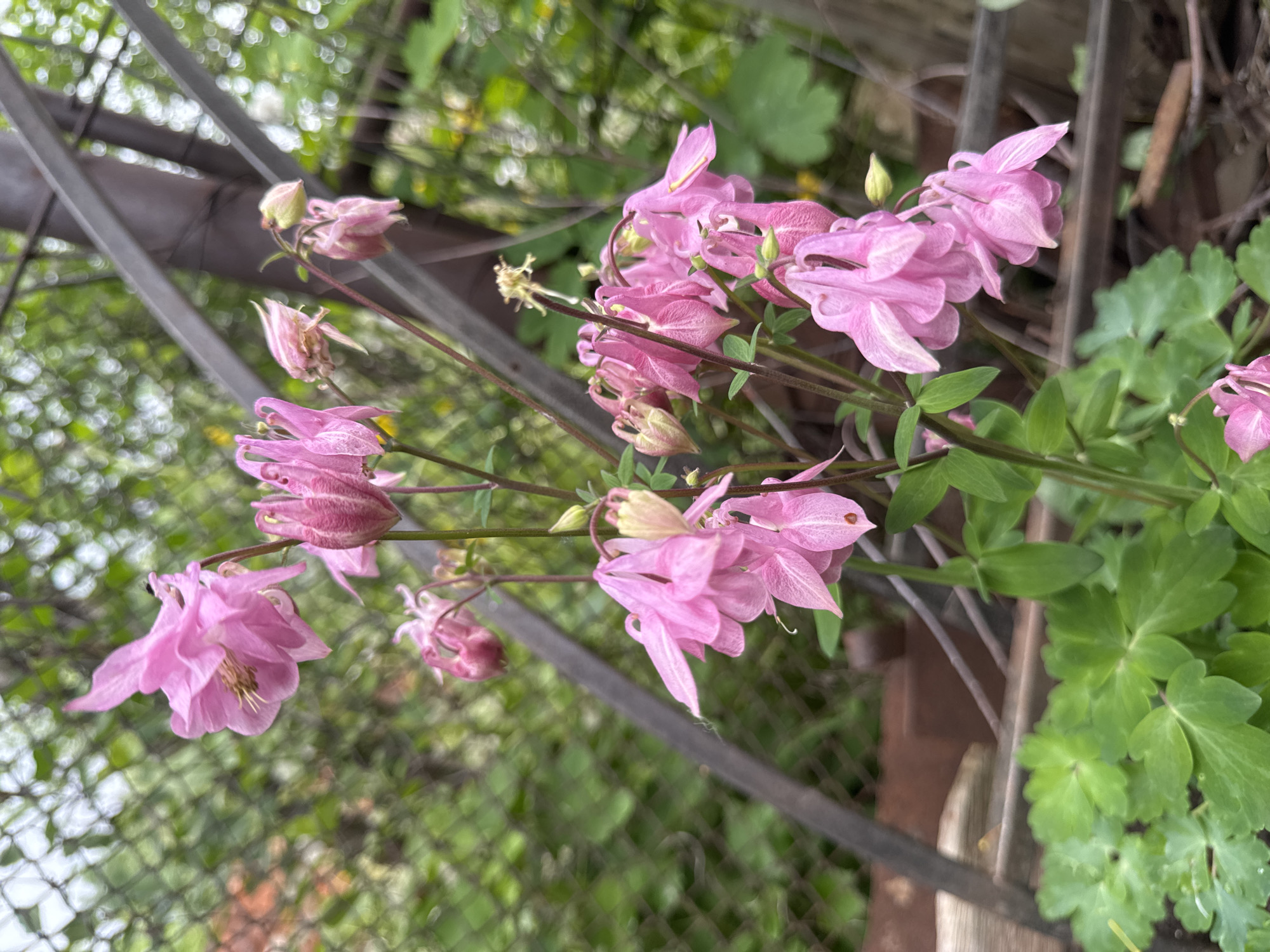 This image, captured in the city of Chaikovsky, Russia, displays a close-up of vibrant pink columbine (Aquilegia) flowers in various stages of bloom. The flowers are predominantly light pink with subtle white streaking on the petals and darker pink accents on buds and inner structures. They are clustered on multiple slender stems, with several flowers hanging downwards. A small, dark insect is visible on one of the upper left petals, and a small reddish spot is present on a lower petal to the right. Healthy, lobed green leaves are present at the base of the plant. The background is shallowly focused, revealing blurred green foliage, a dark wire mesh fence to the left, and weathered dark angular metal beams or posts extending across the frame behind the flowers. Hints of brown material or debris are visible at the bottom. No people or other animals are visible.