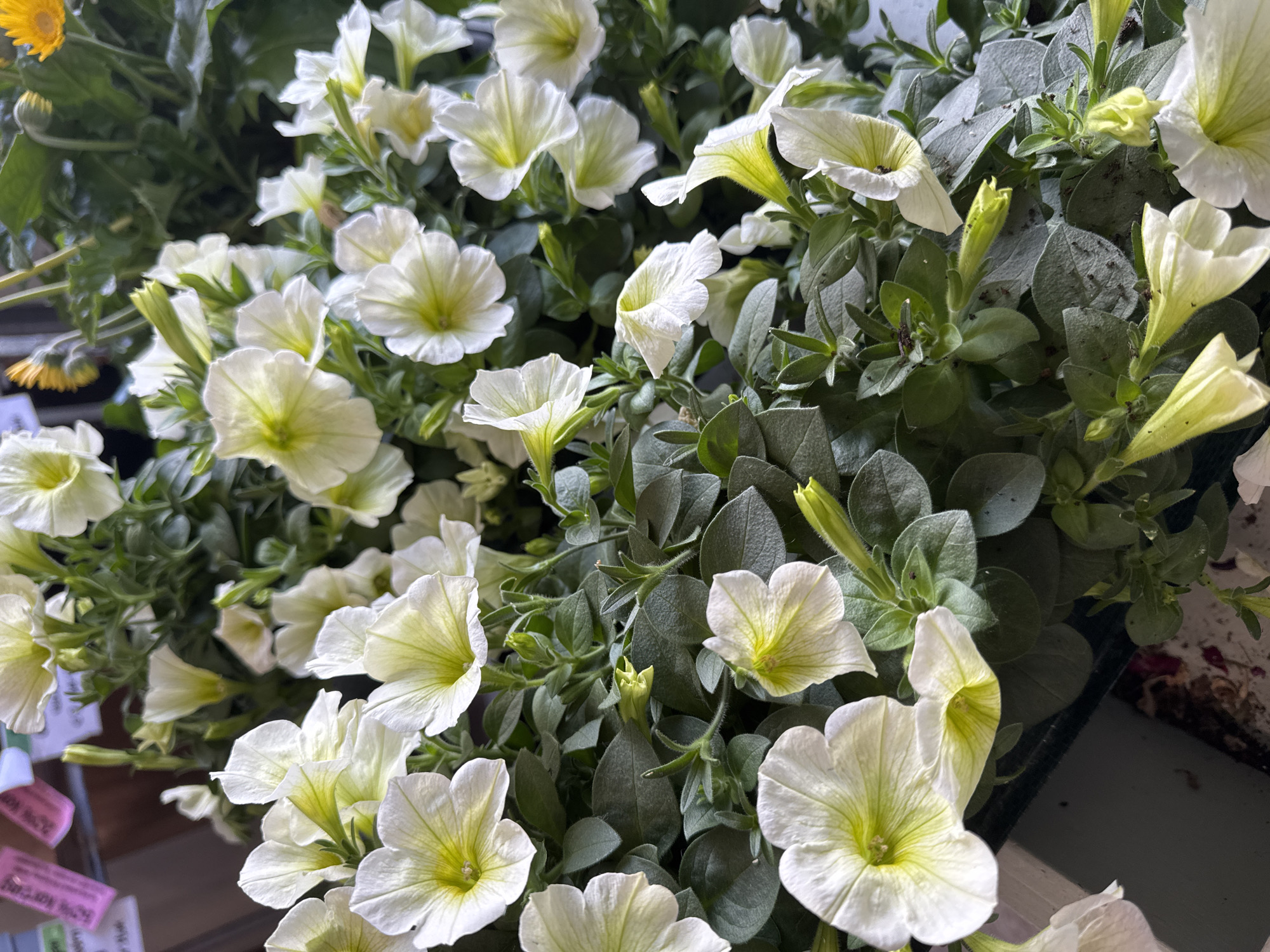 This is a close-up, eye-level, outdoor shot of a cluster of white petunias with pale yellow centers. The flowers have five petals and are in various stages of bloom, with some fully open and others still in bud. They are surrounded by lush green foliage. In the background, blurred, there are hints of other plants, including yellow flowers. Some small pink and white tags are visible in the upper left corner, which may indicate pricing or plant information. There are no people or animals in the frame. The scene appears to be a garden center or a florist's display, possibly in Ferwert, Netherlands, though this cannot be definitively determined from the image alone.