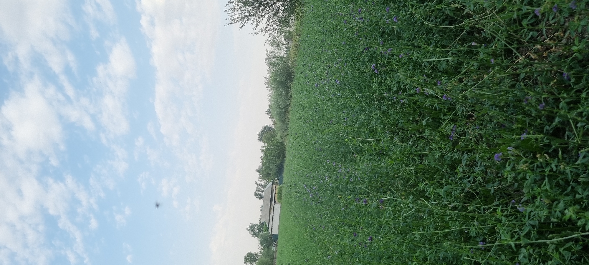 The image depicts a rural landscape with a vast field of green crops in the foreground. Small purple flowers are scattered throughout the field. In the background, there is a long, low-rise building with a light-colored roof, flanked by trees. The sky above is blue with scattered white clouds. The scene appears to be located in or around the city of Ҷомӣ, Tajikistan, given the context provided.