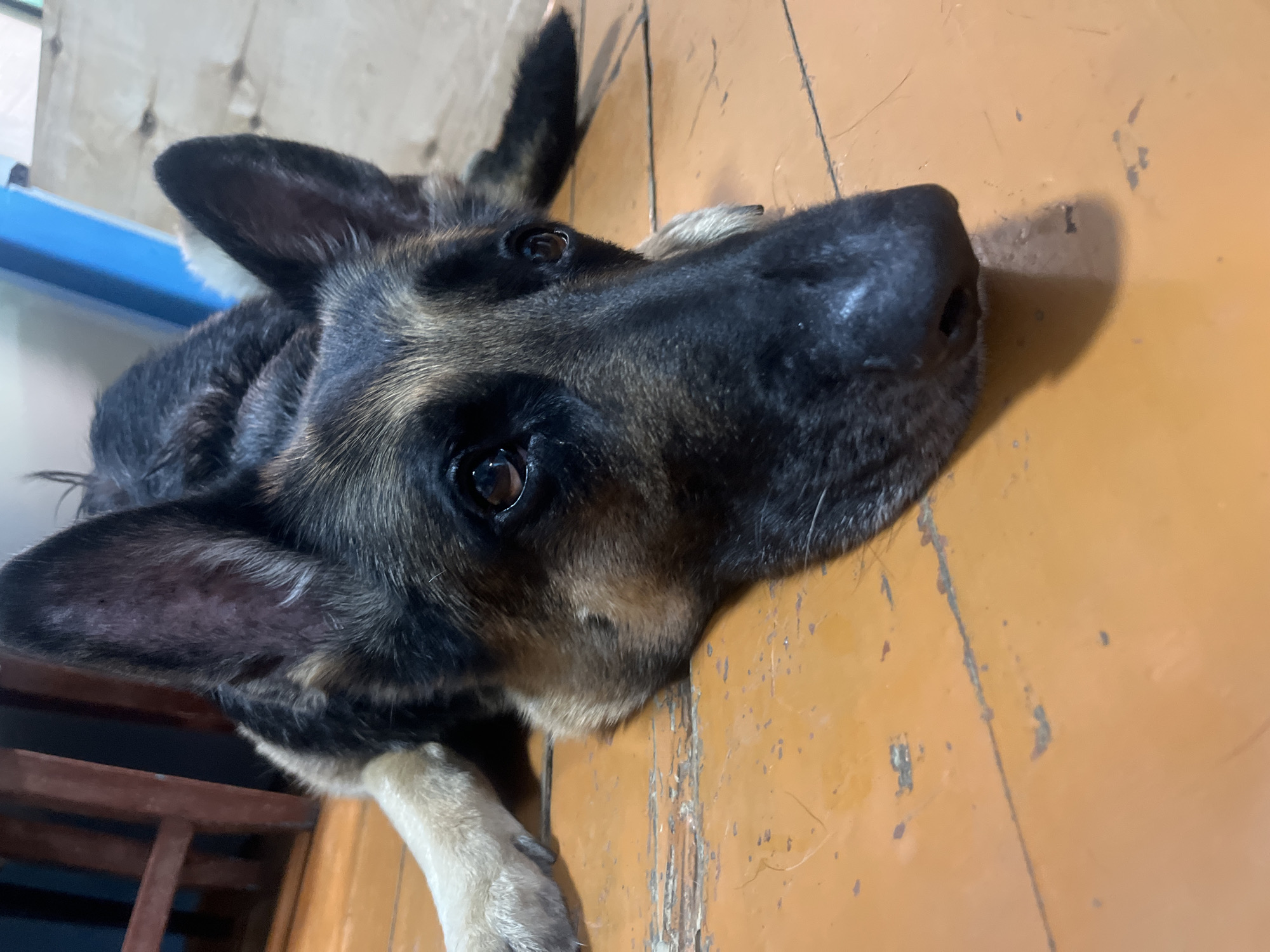 A German Shepherd dog rests its head on an orange wooden floor, with its body partially visible. The dog's fur is a mix of black, brown, and tan. The dog's eyes are open, and it appears to be looking forward. The floor has visible wear and tear, with scratches and dirt marks. In the background, a wooden chair and a wall painted in muted tones are visible. The lighting suggests an indoor setting, possibly a home. The image is a close-up shot of the dog, emphasizing its face and immediate surroundings. There is no specific indication of the location within Nizhny Tagil, Russia.