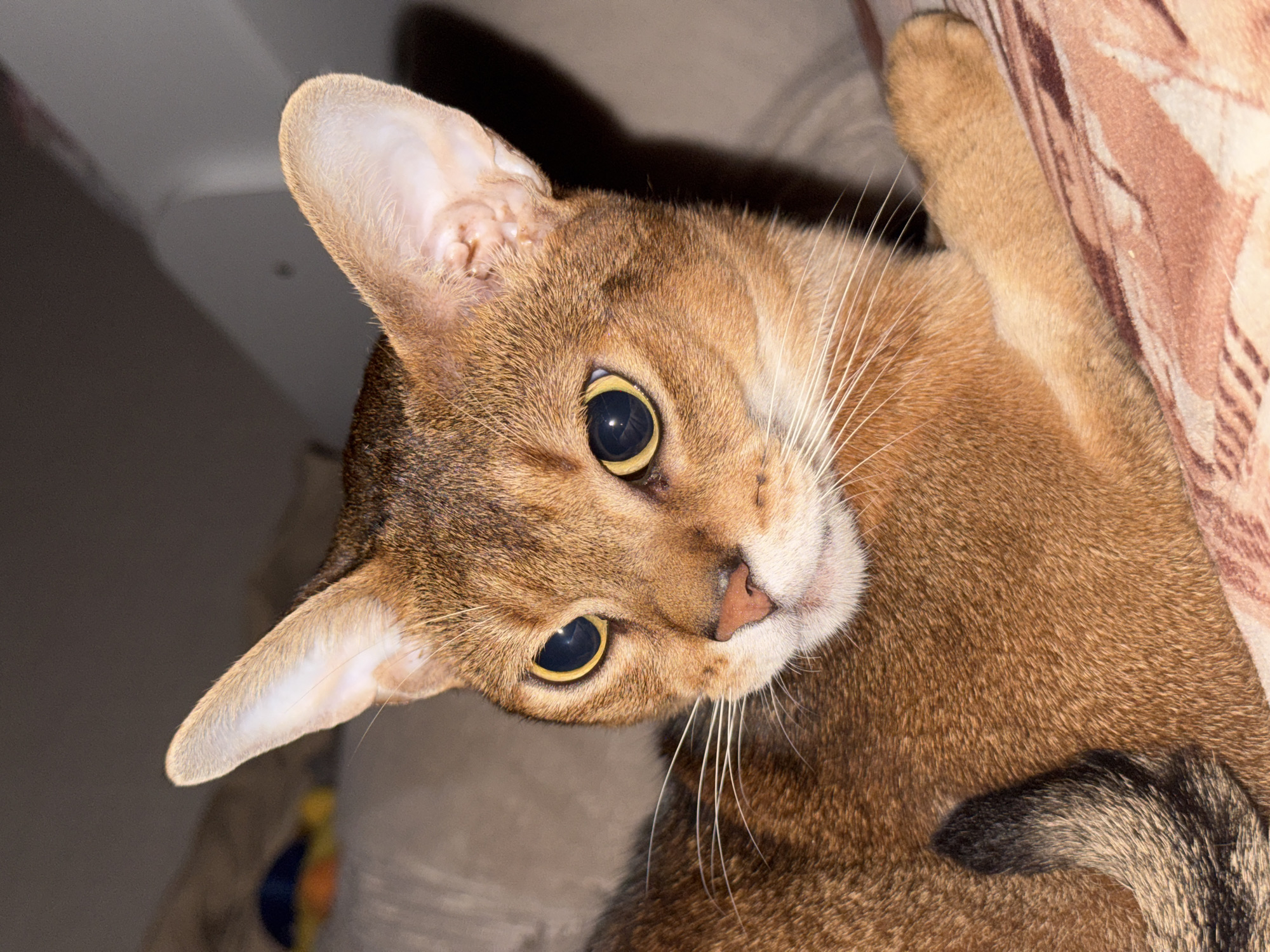 A close-up, indoor shot features a ginger Abyssinian cat resting on a patterned blanket. The cat's head is turned slightly to the left, its large, intelligent golden eyes are prominent, and its ears are perked. The lighting is dim, casting shadows on the right side of the cat and the background. The cat's fur is a rich reddish-brown, with darker tabby markings visible on its tail. The blanket beneath it has a repeating pattern of pinkish-brown and beige abstract shapes. The background is out of focus and appears to be a dimly lit room, possibly a living room, with a hint of a blue and yellow object visible on the left. There is no information in the image to suggest a location in Chaikovsky, Russia.