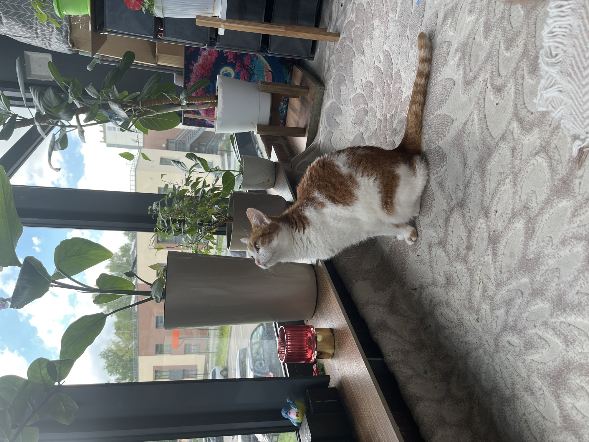 The media file shows an indoor scene with an orange and white cat on a textured rug. The cat is looking to its left, with its body stretched out along the surface. Behind the cat, on a wooden shelf, are several potted plants, including a large ficus tree with broad leaves and a smaller plant with delicate foliage. Further back, on shelving units, are various items, including boxes, what appears to be a decorative rug with a floral design, and white pots.
Through a large window, a cloudy sky and buildings are visible, suggesting an urban or suburban setting. The window also overlooks an outdoor area with trees and parked cars. A red glass candle holder and a small blue figurine are also present on the shelf near the cat. The overall impression is of a domestic environment, possibly a living room or a sunroom, with plants and a pet. The lighting suggests it is daytime. There is no visible text in the image.