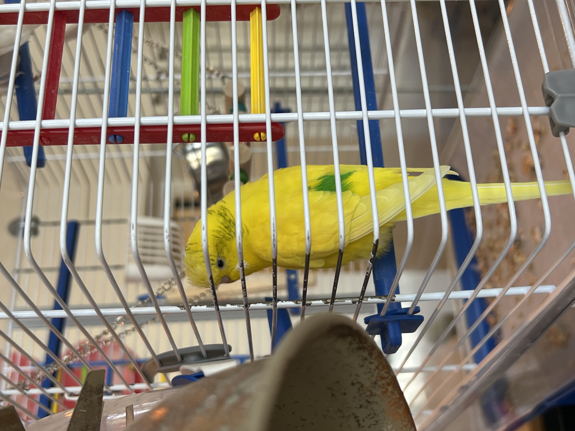 A vibrant yellow budgerigar is perched inside a white birdcage. The budgie is facing away from the camera, with its body angled to the right. Its tail feathers are long and taper to a point. A small patch of green feathers is visible on its left wing. The birdcage has horizontal white bars, with blue and red plastic supports visible in the background. A feeder is attached to the left side of the cage. The cage appears to be located indoors, with a blurry background suggesting a domestic setting.