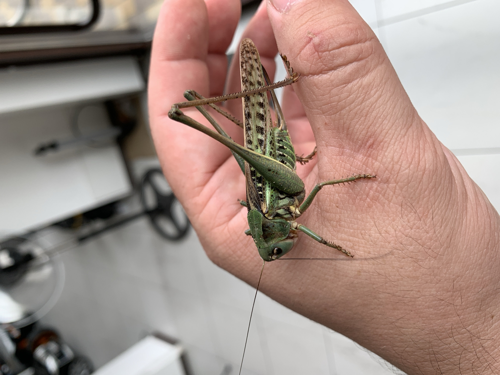 A green grasshopper with dark spots on its hind wings is held in a person's palm. The grasshopper's long antennae extend to the left, and its spiky legs are visible, gripping the skin. The background shows a tiled floor and the base of a white object, possibly furniture, and a black fan. The image was taken in Kropotkin, Russia.