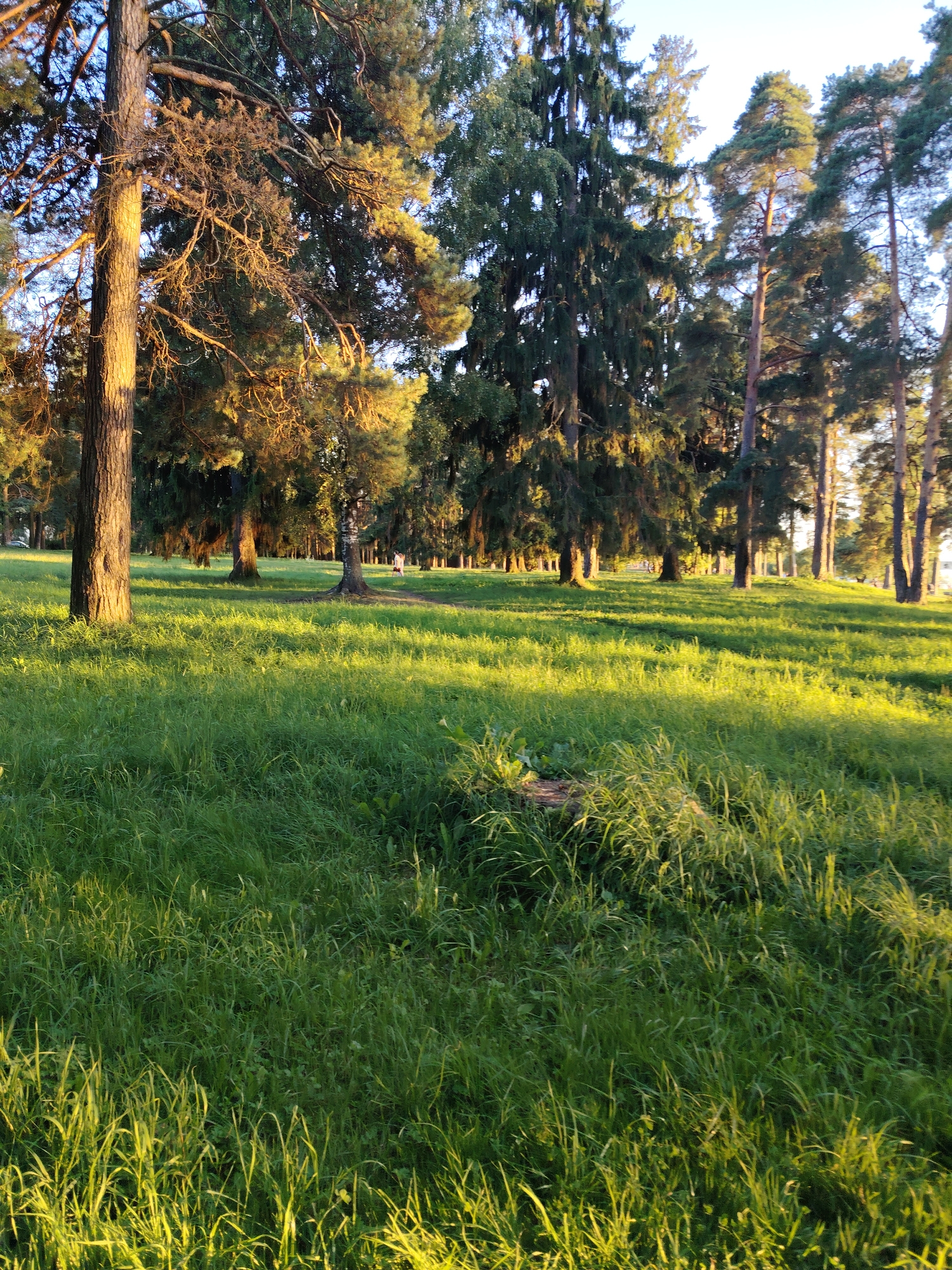 The image depicts a sunlit park with tall coniferous trees and lush green grass in Konakovo, Russia. In the foreground, thick grass is illuminated by the golden light of what appears to be late afternoon or early evening sun. Several large trees with rough bark, likely pine or fir, stand prominently. Some of the trees have branches covered in lichen. In the middle ground, the grass slopes gently upward, and more trees are visible, creating a sense of depth. Further back, a person in pink attire can be seen walking on a path, and a white car is parked on the left side of the frame. The sky is a clear, light blue. The overall impression is of a peaceful, natural environment within a city park setting.