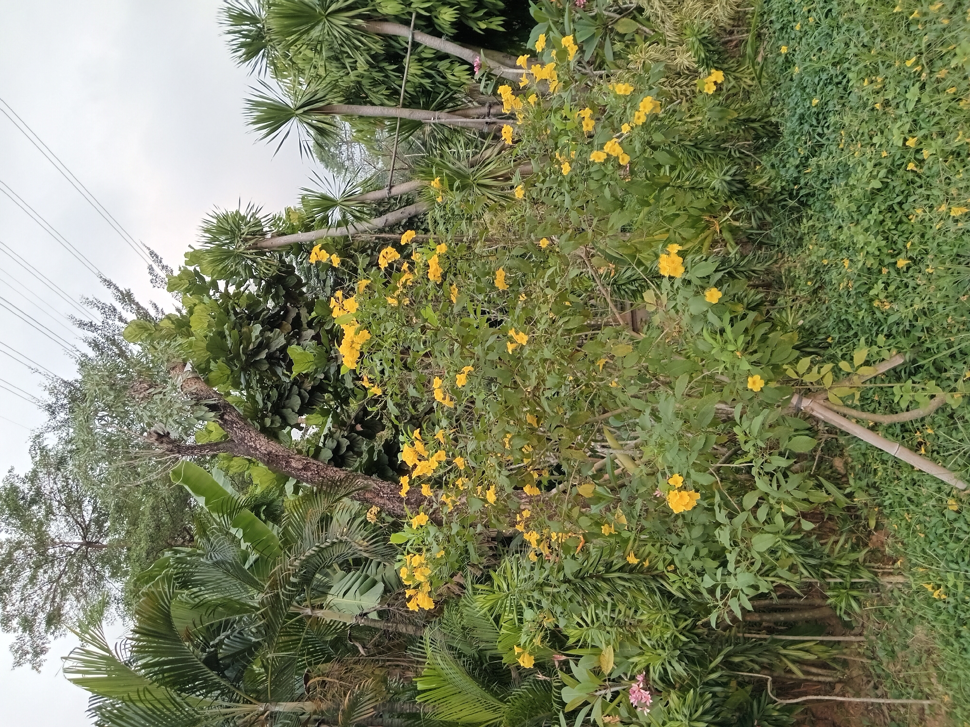The image depicts a dense, verdant outdoor scene with lush vegetation and a prominent shrub covered in bright yellow flowers. The foreground is dominated by a thick carpet of green ground cover, interspersed with scattered yellow flowers and some fallen leaves. Behind this, a medium-sized shrub with a multitude of yellow, trumpet-shaped blossoms and green leaves stands centrally. The background is a rich tapestry of various tropical plants, including palm trees with large fronds, banana leaves, and other leafy trees, creating a layered effect. In the upper portion of the image, a few utility wires are visible against a pale, overcast sky. The overall impression is one of abundant natural growth, likely in a garden or natural setting within Gunung Putri, Indonesia. There are no people or animals visible in the image.