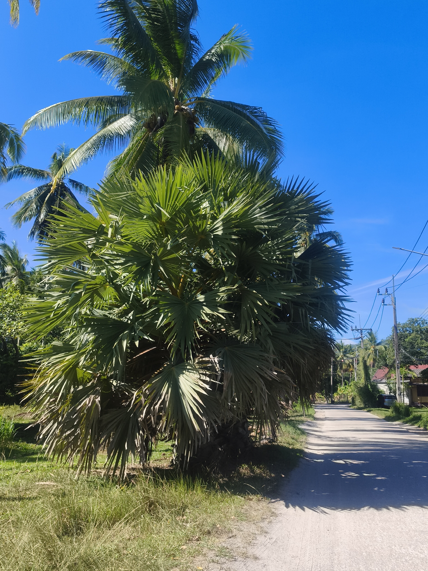 The image is taken in Baan Mae Nam, Thailand, showing a rural, sunny daytime scene. A paved but somewhat uneven road curves gently into the distance, flanked on one side by a large, bushy palm tree dominating the foreground. This palm has a dense crown of spiky fronds that cast shadows on the road. Beyond the palm tree, the road is lined with power lines and glimpses of houses and vegetation. The sky is a clear, unblemished blue. The ground around the palm tree is covered in grassy vegetation that appears somewhat dry. The composition emphasizes the tropical landscape with the road cutting through it.