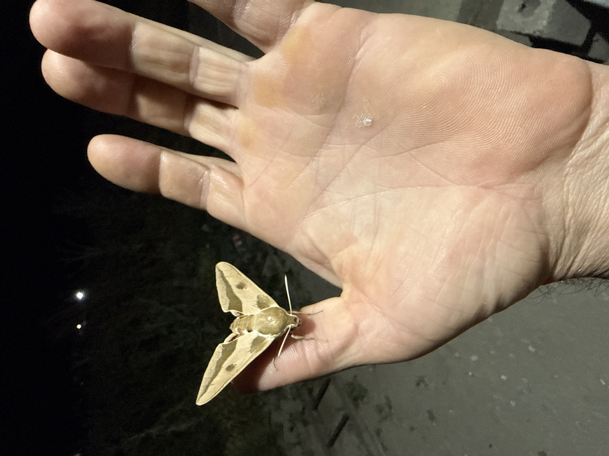 A light tan moth with dark brown markings is resting on the palm of a person's hand. The moth has large, triangular wings folded slightly upwards, with a pointed tip on each wing. Its body is elongated, and it has feathery antennae. The person's hand is open, displaying the lines of their palm. The background is dark, with a few small, bright lights visible in the distance, suggesting it is nighttime. The surface of the hand appears slightly dry and calloused. The setting appears to be outdoors, possibly in a rural or natural environment, given the darkness and the presence of lights in the distance which could be distant houses or streetlights. The image captures a moment of close observation of the insect. There is no visible text in the image.