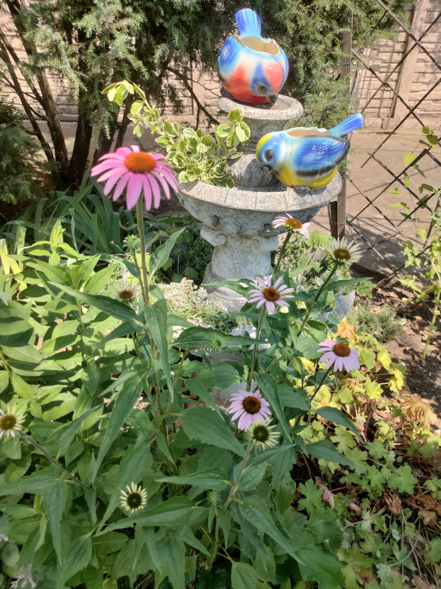 The media file shows a close-up view of a garden with several pink coneflowers in bloom. In the background, there is a stone fountain with two decorative ceramic birds perched on it. One bird is blue, yellow, and black, while the other is red, white, and blue. Behind the fountain, there is a brick wall and a wire fence. The scene appears to be set on a sunny day, as evidenced by the bright lighting and shadows. The location is Velykodolynske, Ukraine. There are no people or visible text in the image.