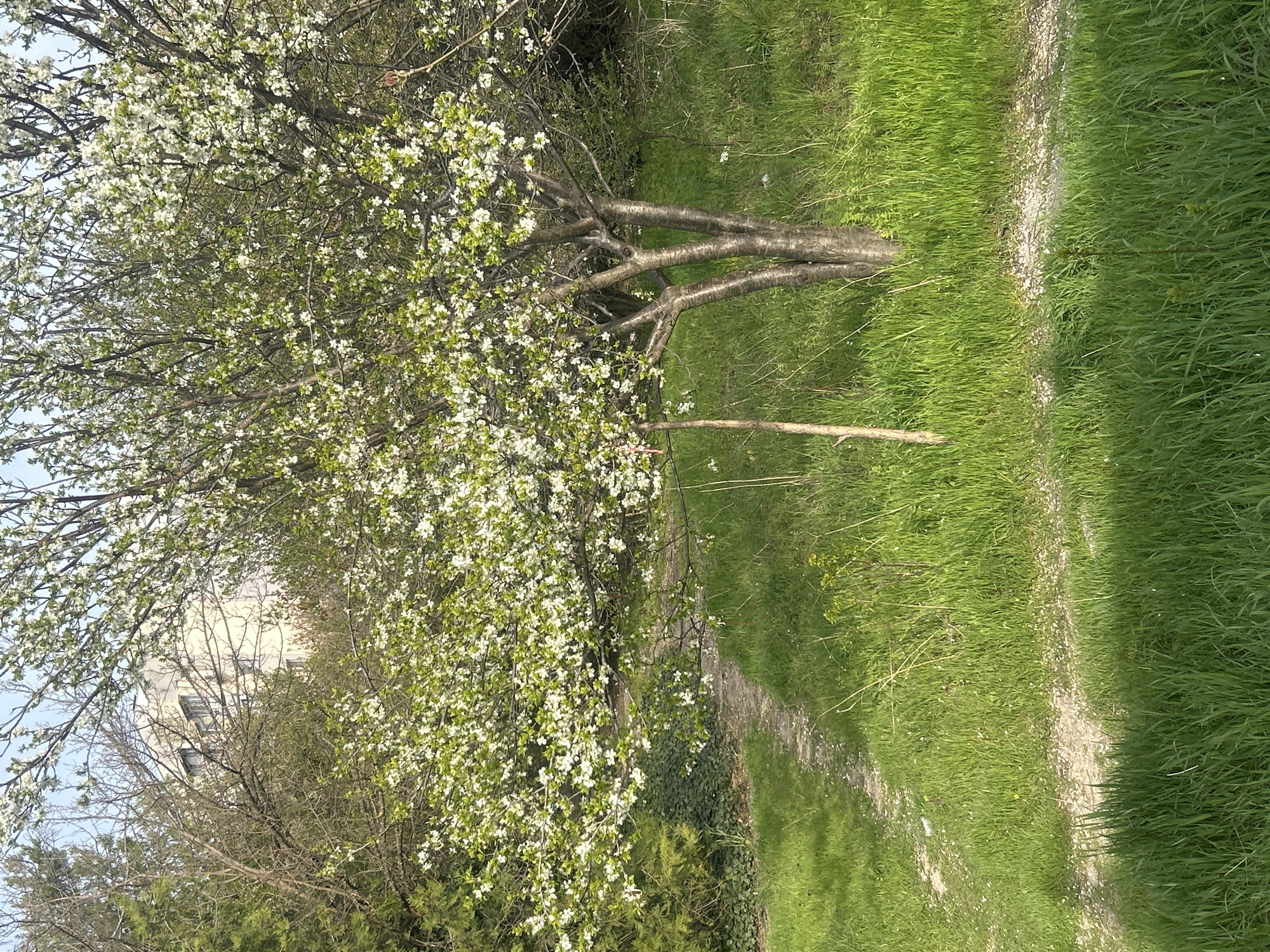 The image captures a landscape scene in what appears to be a park or garden-like setting. A tree, densely covered in white blossoms, dominates the left side of the frame. Its branches extend towards the right, some lying close to the ground. The ground itself is covered in green grass, with a path of light-colored dirt or gravel running through it. The angle of the image is sideways, and in the background, a building can be seen partially obscured by trees. Given the location mentioned in the prompt, the scene is likely somewhere in or around Pleven, Bulgaria.