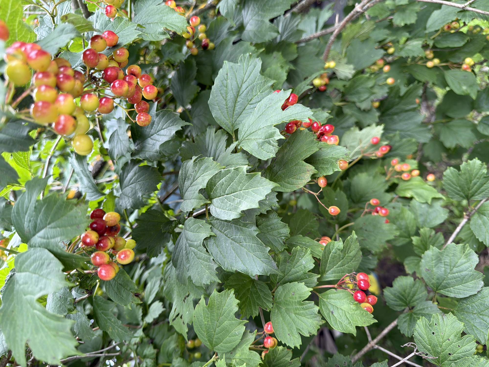 This is a close-up, eye-level, vertical shot of a vibrant viburnum bush laden with ripening berries in Pokrov, Russia. The berries, a mix of green, yellow, and red, hang in clusters amidst lush, deep green foliage. Some berries are a bright red, while others are a lighter yellow or a blend of both colors, indicating they are transitioning through their ripening stages. The leaves are broad, with serrated edges and visible veins, creating a textured backdrop. The lighting suggests an outdoor, possibly overcast day, with soft illumination that highlights the berries and leaves without harsh shadows. The background is a blur of green and brown, suggesting more of the bush and possibly the ground or other foliage further away. There are no people visible in the image.