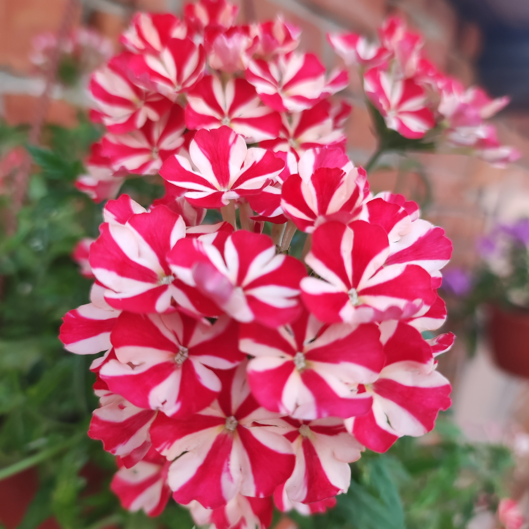A close-up, full-frame, eye-level shot features a cluster of red and white striped flowers against a blurred brick wall and green foliage. The flowers are small with five petals, each petal exhibiting a striking pattern of alternating red and white stripes that radiate from the center. The petals are slightly cupped and appear delicate. The focus is sharp on the flowers in the foreground, with the background softly blurred, creating a shallow depth of field. The lighting is natural, highlighting the vibrant colors of the blossoms. The overall impression is one of natural beauty and botanical detail. There are no people, animals, or man-made objects clearly visible besides the brick wall, which suggests an outdoor setting, possibly a garden or a balcony in the city of Navoloki, Russia, based on the provided context.