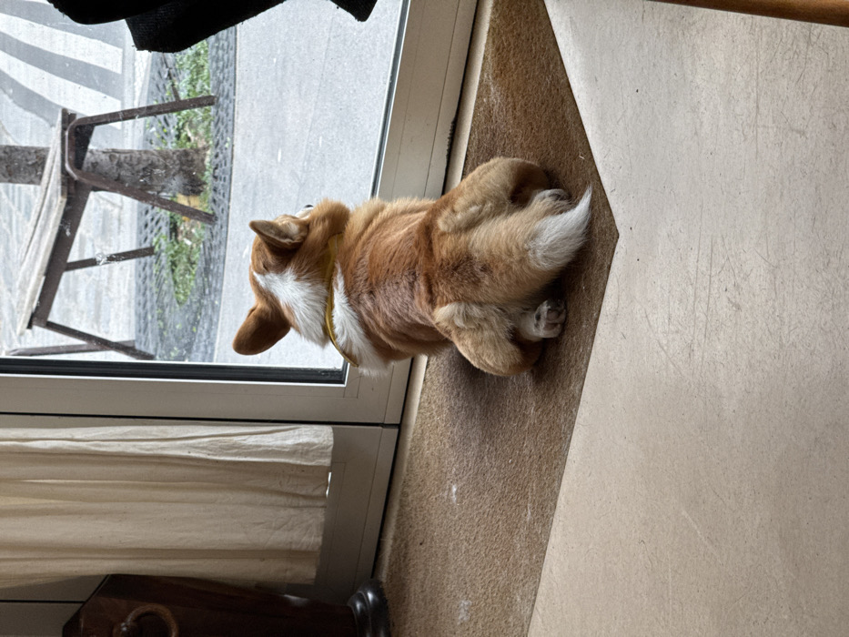 A reddish-brown and white Corgi, wearing a yellow collar, sits on a brown doormat facing away from the camera, gazing through a glass door or window. The interior floor is a light beige. To the left, a dark wooden furniture piece with a metallic ring handle stands next to a cream-colored curtain. Outside, an urban environment consistent with Paris, France, is visible. The scene features a paved surface, likely a sidewalk, containing a tree trunk secured by a dark metal grate. Beyond the tree, a rustic wooden bench with metal supports is present. The exterior area shows no immediate pedestrian traffic.