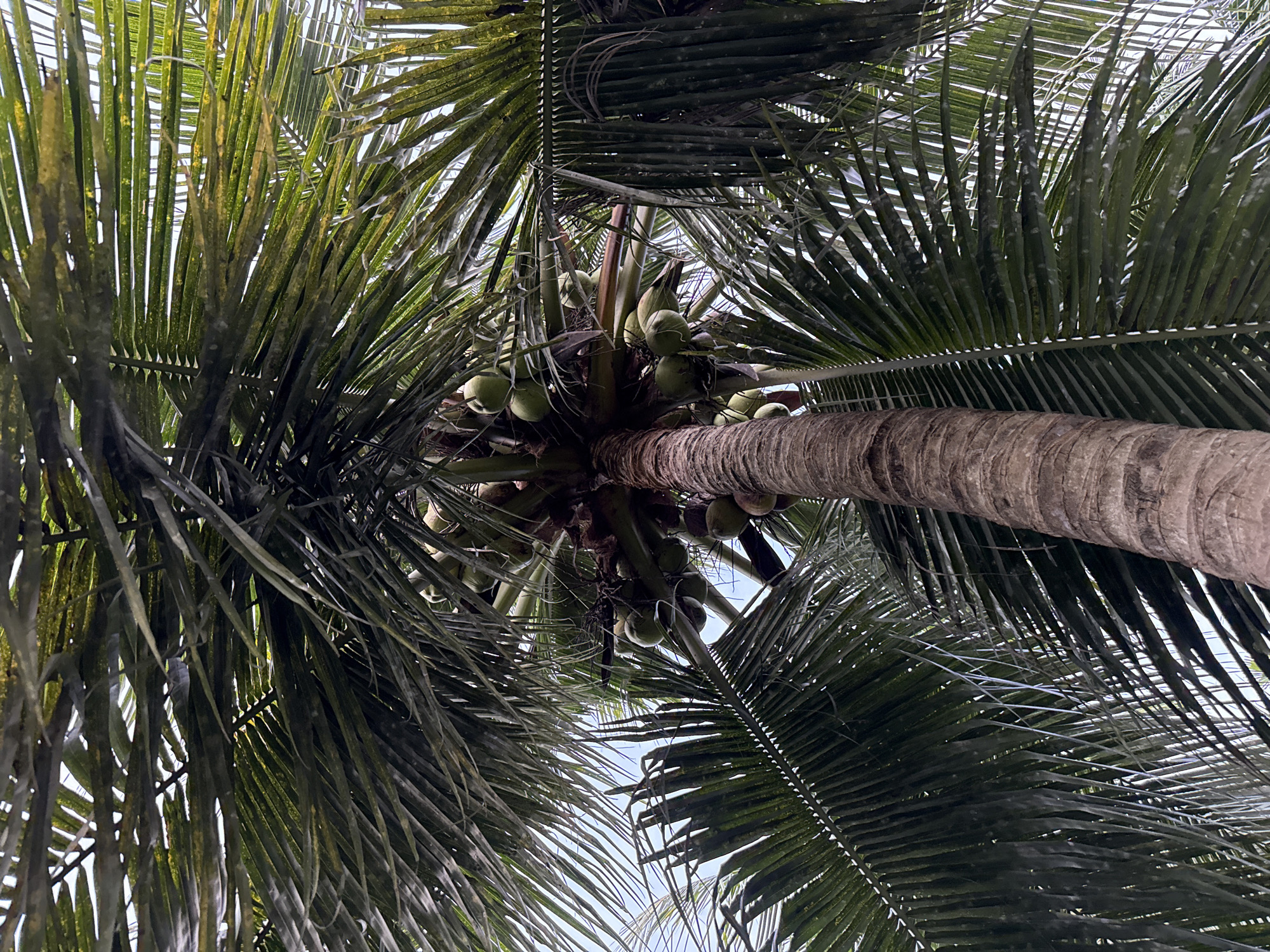 The image presents a low-angle view looking directly upwards into the canopy of a coconut tree in Pulorungkom, Indonesia. The central subject is the thick, textured trunk of the coconut tree, positioned slightly to the right and extending upwards. Around the crown of the tree, where the fronds meet the trunk, a dense cluster of numerous green, immature coconuts is visible.
Large, pinnate fronds, characteristic of a coconut palm, fill the majority of the frame. These fronds display various shades of green, with some areas appearing lighter, yellowish-green, and others darker, shadowed, or speckled with lighter spots. Patches of bright, light blue or whitish sky are visible through the gaps between the dense foliage, suggesting clear daytime conditions. No specific activity or event is taking place; the image captures a static natural scene. There are no people, man-made objects other than the tree itself and its fruit, or visible text in the frame. The overall impression is one of a vibrant, tropical environment.