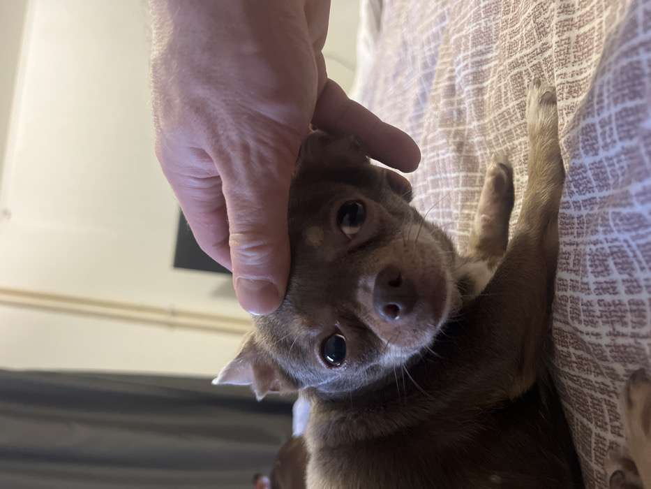 The image displays a close-up indoor scene featuring a small, short-haired canine, consistent with a Chihuahua breed, with brown fur. The dog lies on a light-colored, patterned textile surface, possibly a bedspread. Its head is turned towards the viewer, with large, dark eyes and a prominent black nose. A light-skinned human hand, characterized by visible veins and short fingernails, is positioned atop the dog's head, suggesting an act of petting or comforting. The background is out of focus, revealing a light-colored wall. A dark rectangular object, possibly a screen or monitor, is partially visible in the left background, alongside a dark curtain and a vertical pipe running along the wall. The specific location within Saint Petersburg, Russia, cannot be determined from the visual information provided.