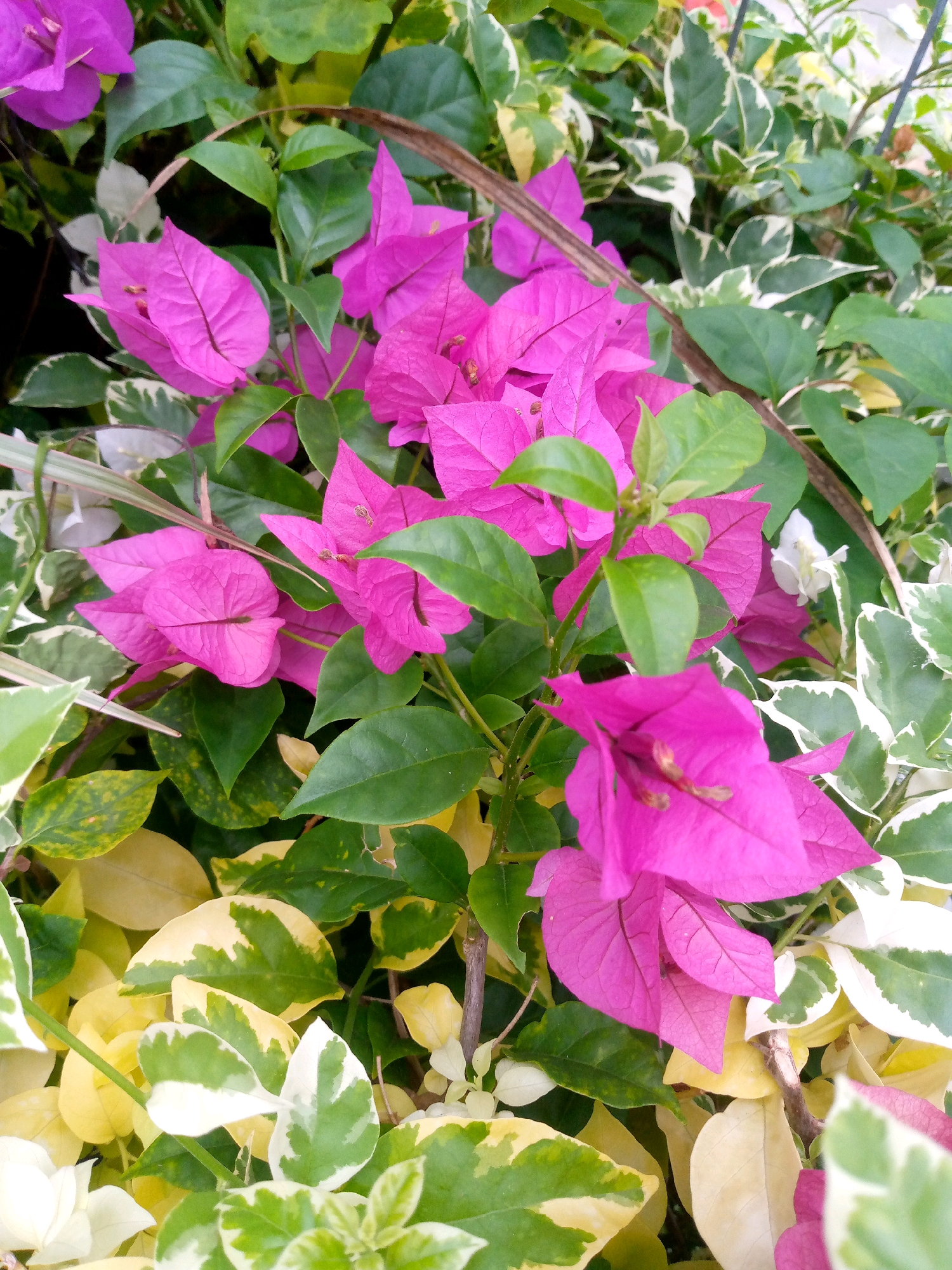 The image shows a close-up view of bright pink bougainvillea flowers and vibrant green leaves. The bougainvillea flowers are the dominant subject, with their papery bracts fanning out. Interspersed with the pink flowers are various shades of green leaves, some of which are variegated with white and yellow. The background is filled with dense foliage, creating a lush and natural setting. The lighting suggests it is daytime, possibly outdoors. There is no indication of people or any specific location within the city of Ujong, Indonesia. The scene is a botanical composition focused on the beauty of the flowering plants.