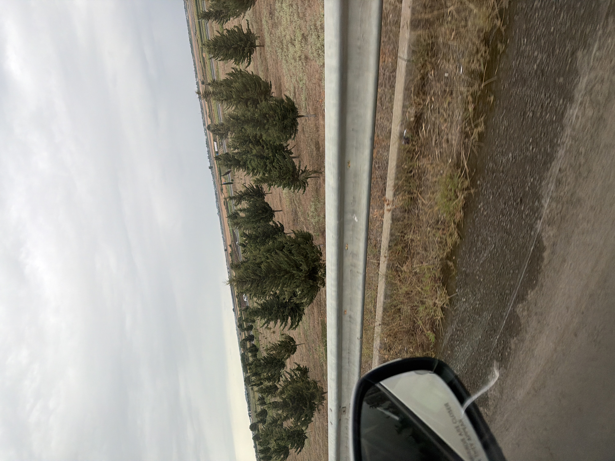 The image captures a view from a moving vehicle in Mollahəsənli, Azerbaijan. In the foreground, the side mirror of the vehicle is visible on the left, reflecting a portion of the landscape. A metal guardrail runs horizontally across the middle ground, separating the road from a field of trees. The field is populated with numerous evergreen trees, planted in rows, with dry, light-colored grass and sparse vegetation surrounding them. In the background, a highway with a few vehicles is visible, leading towards a distant horizon with a flat, agricultural landscape under a cloudy, overcast sky. The overall scene depicts a rural roadside environment in Azerbaijan.