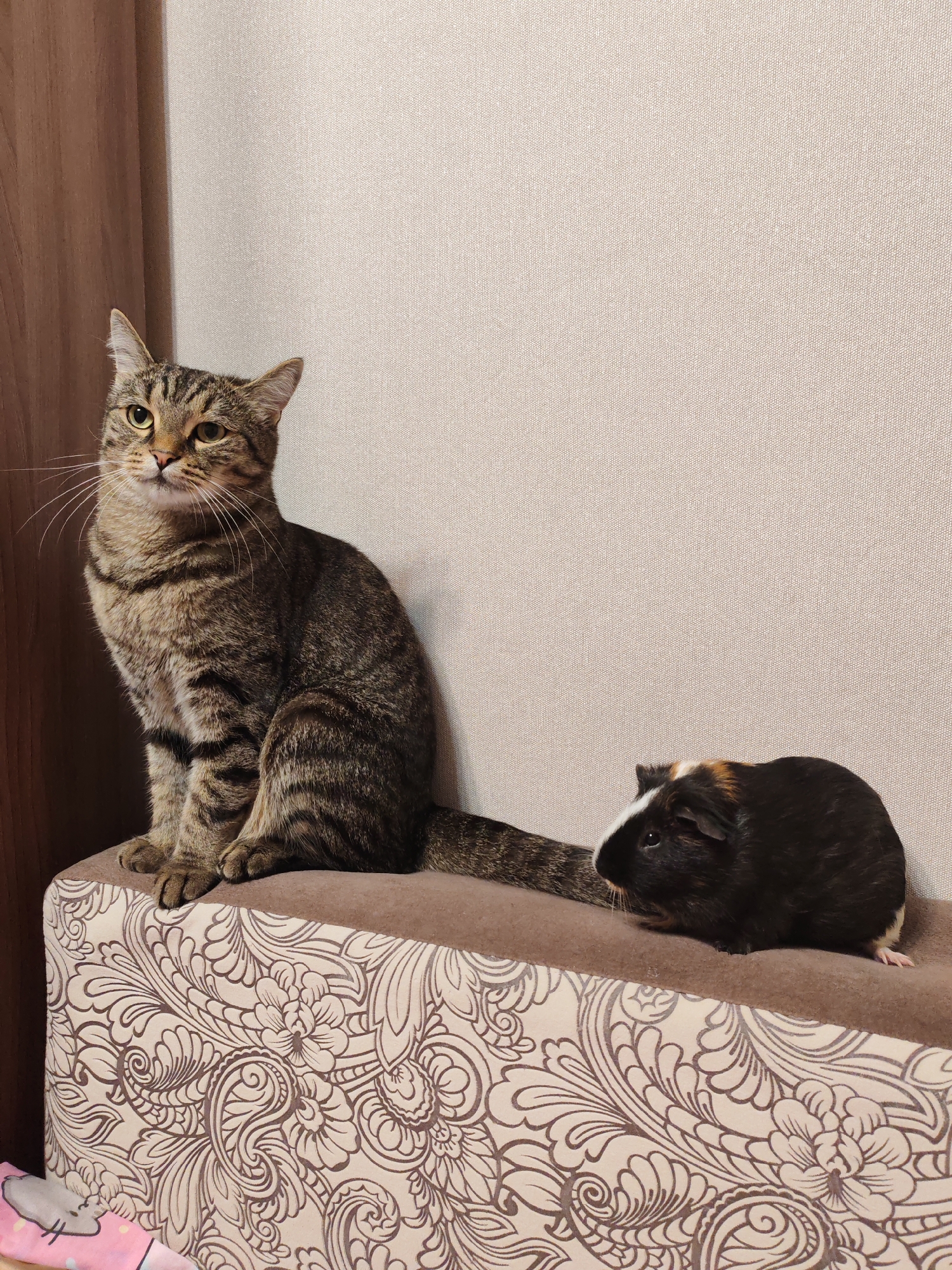 A tabby cat sits on a patterned ottoman next to a guinea pig. The cat is facing left with its ears perked and eyes looking forward. The guinea pig is facing left and appears to be looking slightly down. The ottoman has a brown top and a decorative pattern on its sides. The background is a textured wall in a neutral color. A wooden curtain is visible on the far left. The scene is indoors, suggesting a domestic setting. The specific location in Tomsk, Russia, cannot be determined from the image alone.