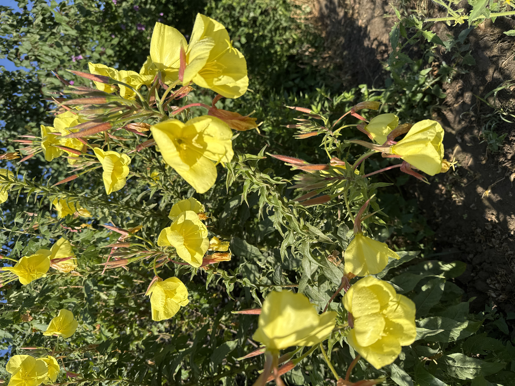 In the city of Rassvet, Kazakhstan, a close-up photograph captures a cluster of bright yellow evening primrose flowers against a backdrop of lush green foliage. The flowers, with their delicate, crinkled petals, are in various stages of bloom, with some fully open and others still in bud. The sunlight illuminates the scene, casting soft shadows and highlighting the dew drops clinging to the petals. The background is a blur of green leaves and stems, with hints of darker foliage and a bright blue sky visible through the branches. The soil in the foreground is dark and textured, with a few dry leaves scattered across its surface. The image conveys a sense of natural beauty and tranquility.