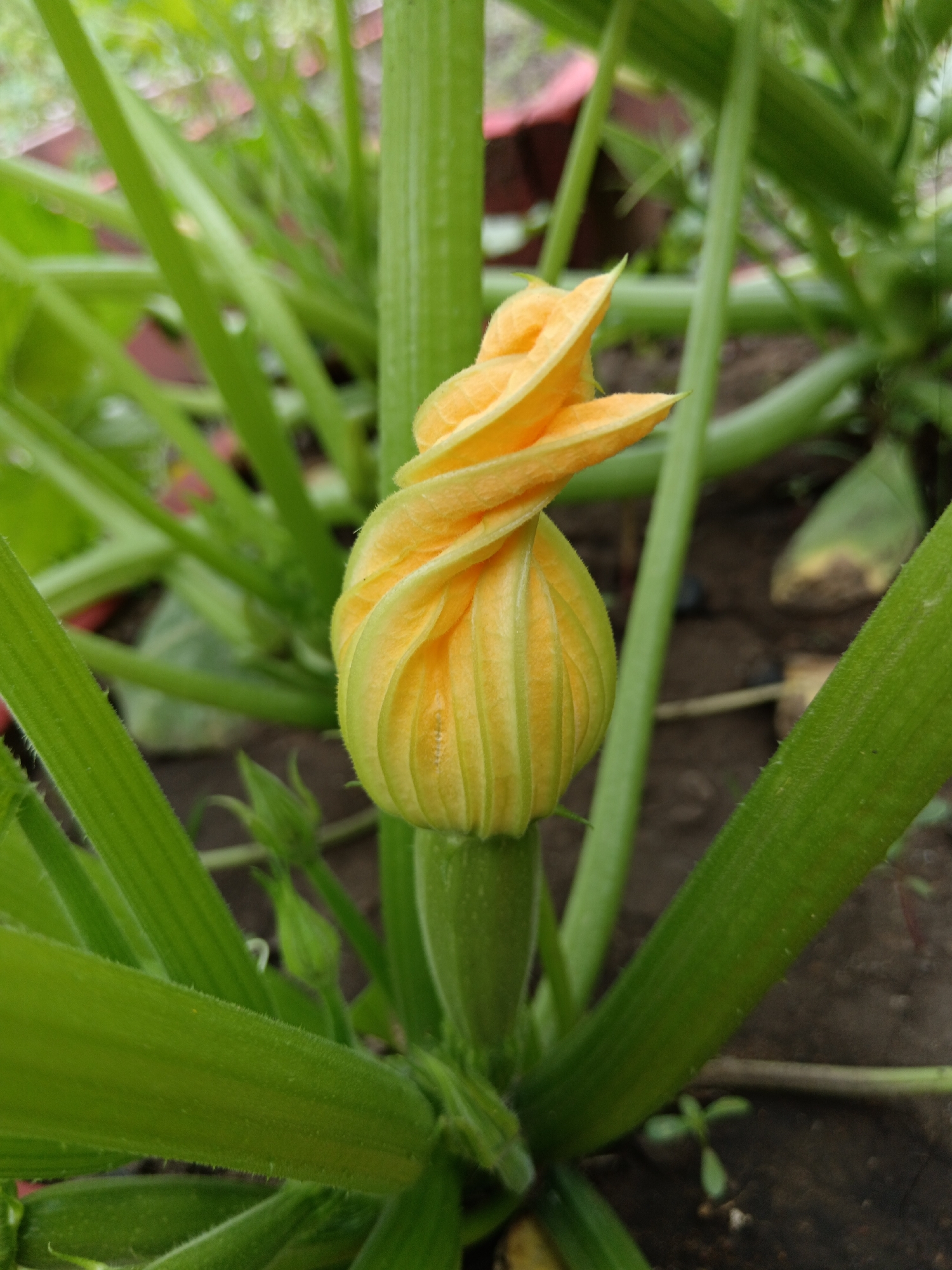 A close-up, eye-level, outdoor shot depicts a yellow zucchini flower bud just beginning to open, surrounded by the plant's thick, green, ribbed stems and leaves. The flower bud is centrally located, with its orange-yellow petals unfurling in a spiral at the top. The background consists of dark, loamy soil and blurred green foliage, suggesting a garden setting. No people are present. The scene is well-lit, with soft, natural light.