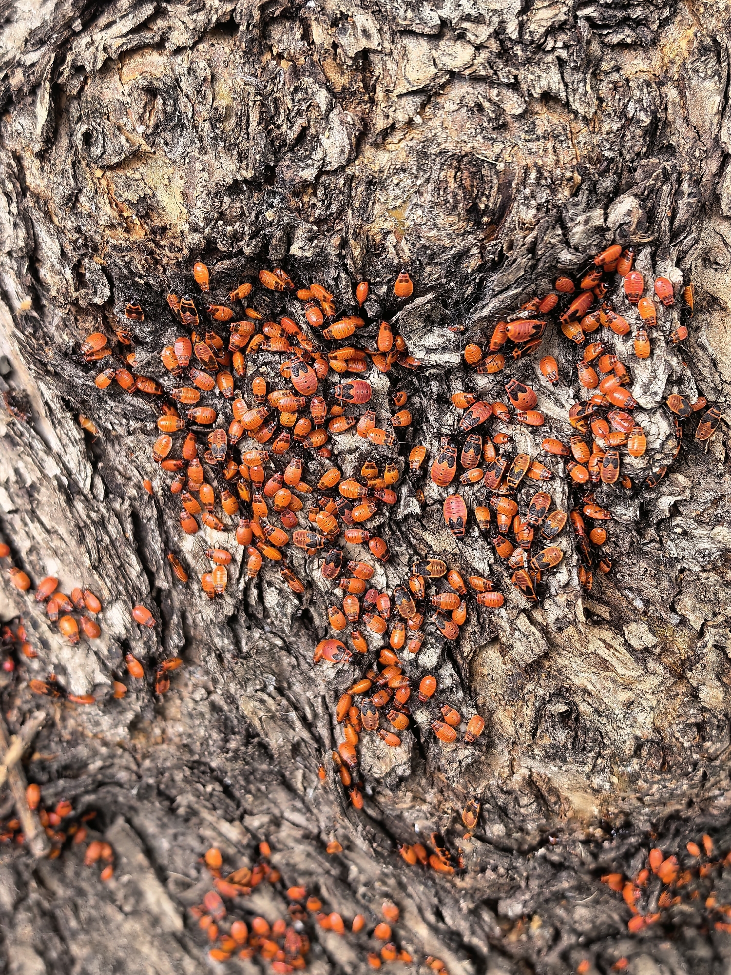 A close-up, top-down view captures a cluster of small, bright orange insects with black markings gathered on the textured bark of a tree. The insects are predominantly clustered in the center and upper-right portions of the frame, with some scattered individuals extending towards the bottom and left edges. The bark exhibits a rough, gnarled surface with visible crevices and variations in color, ranging from light brown and tan to darker gray and black. The focus is sharp on the insects and the immediate bark surface, with the surrounding areas slightly blurred, suggesting a shallow depth of field. No people or other animals are visible in the image. The scene appears to be an outdoor natural environment. The location of this image in Sterlitamak, Russia, is not discernible from the visual information provided.