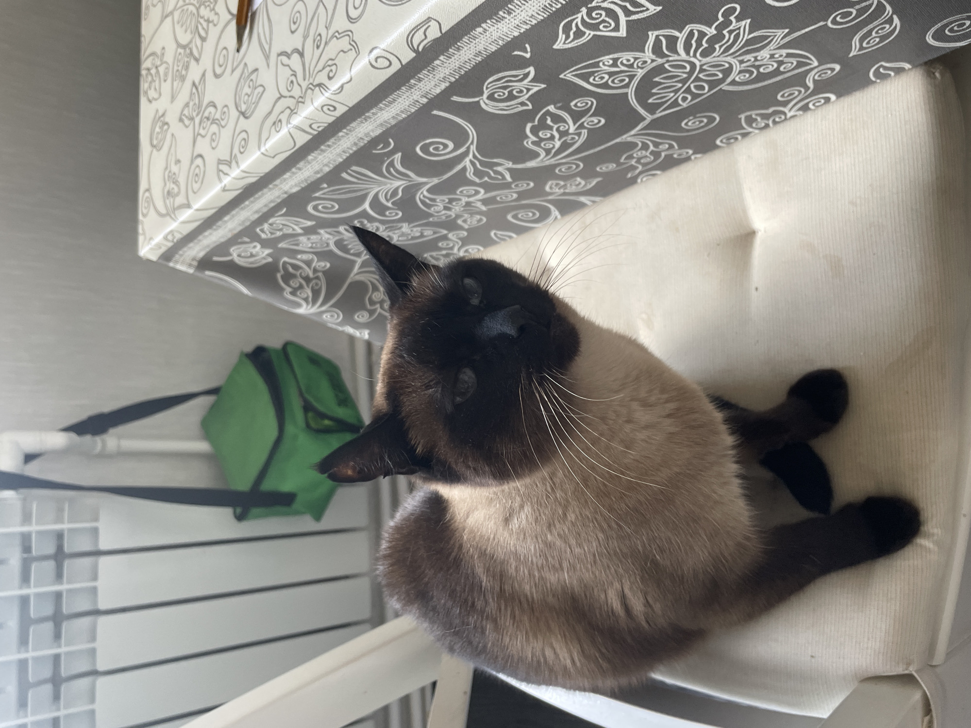 A Siamese cat is sitting on a white chair next to a table with a grey and white patterned tablecloth. In the background, a white radiator is visible, and a green bag is hanging on the wall. The scene appears to be indoors, likely in a residential setting. There is no indication of the city of Aropakkuzi, Russia.