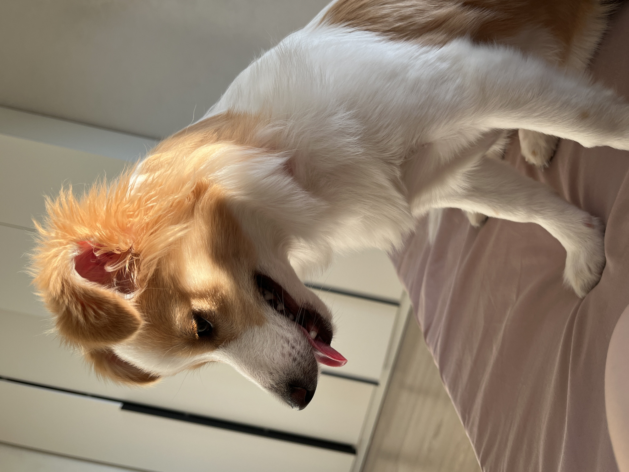 A medium-sized dog with white and tan fur is positioned at an angle in the frame, with its head tilted downwards. The dog's mouth is open and its tongue is protruding slightly. The dog appears to be panting. The background includes what seems to be a bed with a light-colored sheet and a wall with a modern, minimalist design featuring horizontal lines. The location is unknown.