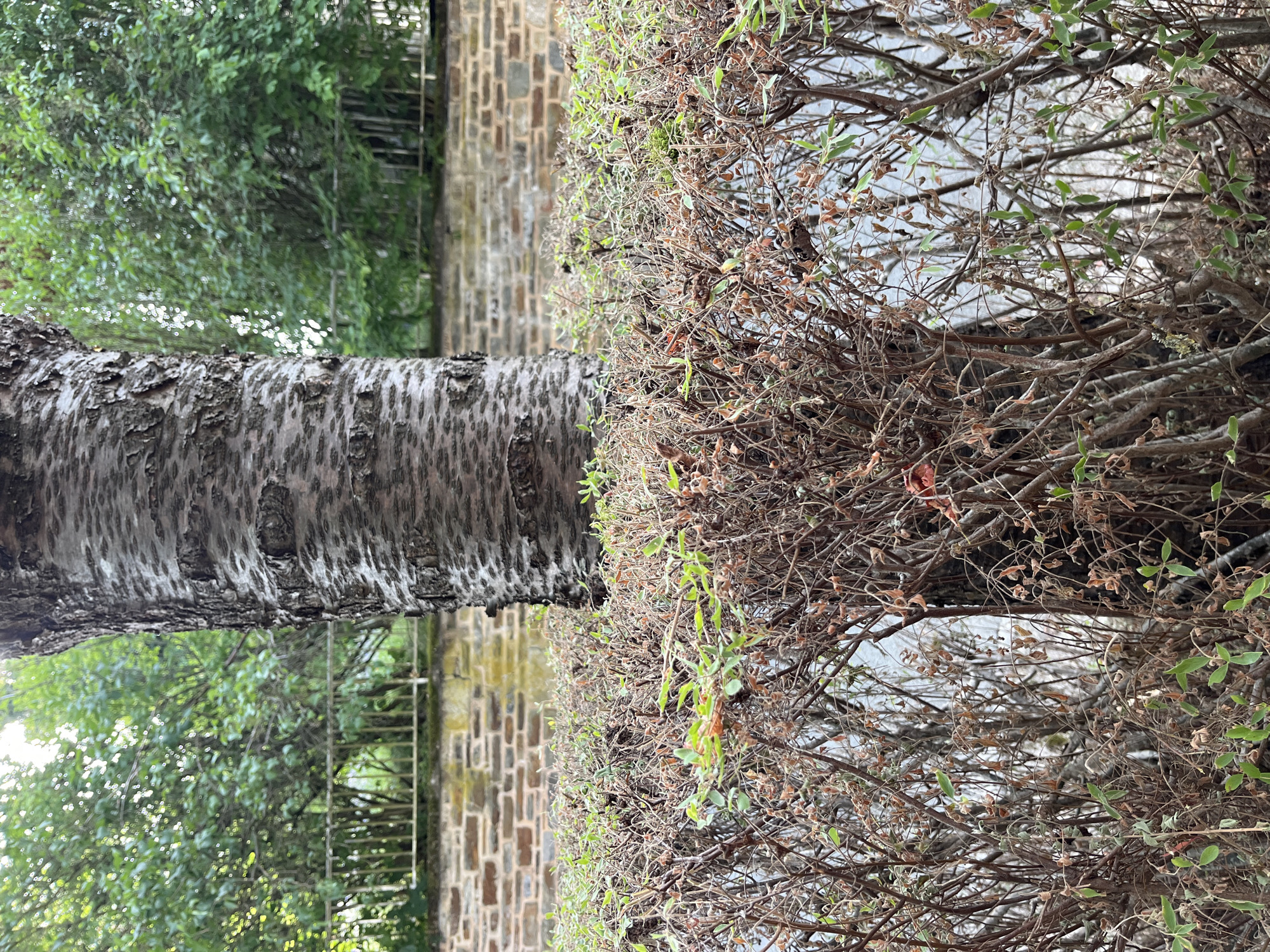 The image depicts a close-up view of a tree trunk and a hedge in an outdoor urban setting. The tree trunk, with its rough, textured bark, is positioned centrally and dominates the foreground. The hedge, composed of numerous thin branches, some with dried leaves and some with sparse green foliage, extends across the bottom half of the frame. Behind the hedge and tree, a brick wall is visible, followed by a metal fence and then lush green trees. The overall impression is one of a garden or park area within the city of Saint-Vith, Belgium. There are no people or animals present in the image, nor any discernible actions or interactions occurring. The lighting suggests it is daytime, with natural light illuminating the scene.