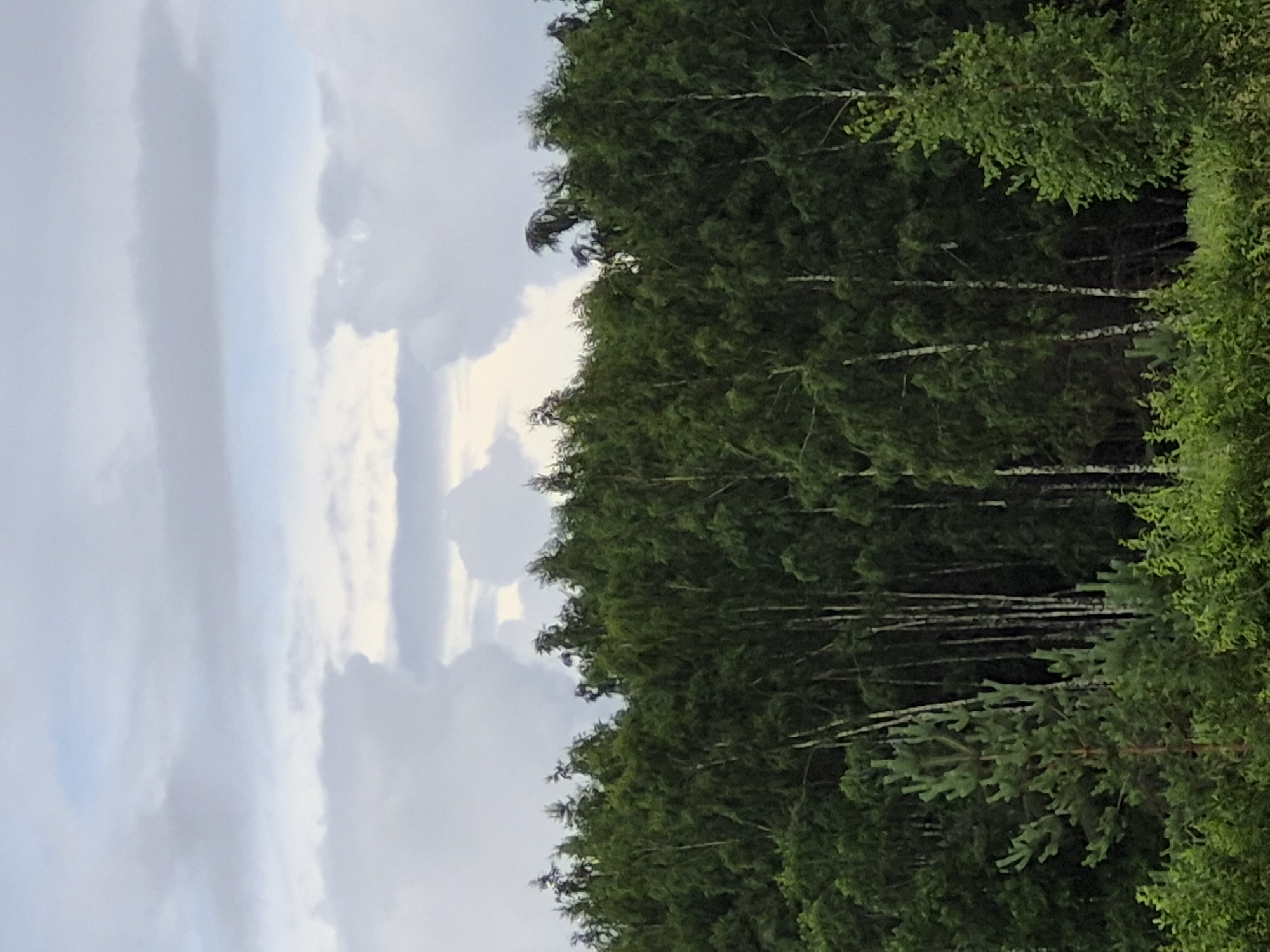 The image shows a dense forest of green trees against a cloudy sky. The trees appear to be a mix of deciduous and coniferous varieties, with tall, slender trunks and lush foliage. In the foreground, there is a scattering of lower bushes and greenery. The sky is filled with large, puffy clouds, with hints of blue sky peeking through in some areas. The scene is a natural landscape, likely in a rural or undeveloped area. No people or specific structures are visible. The location is identified as Sooblase, Estonia.