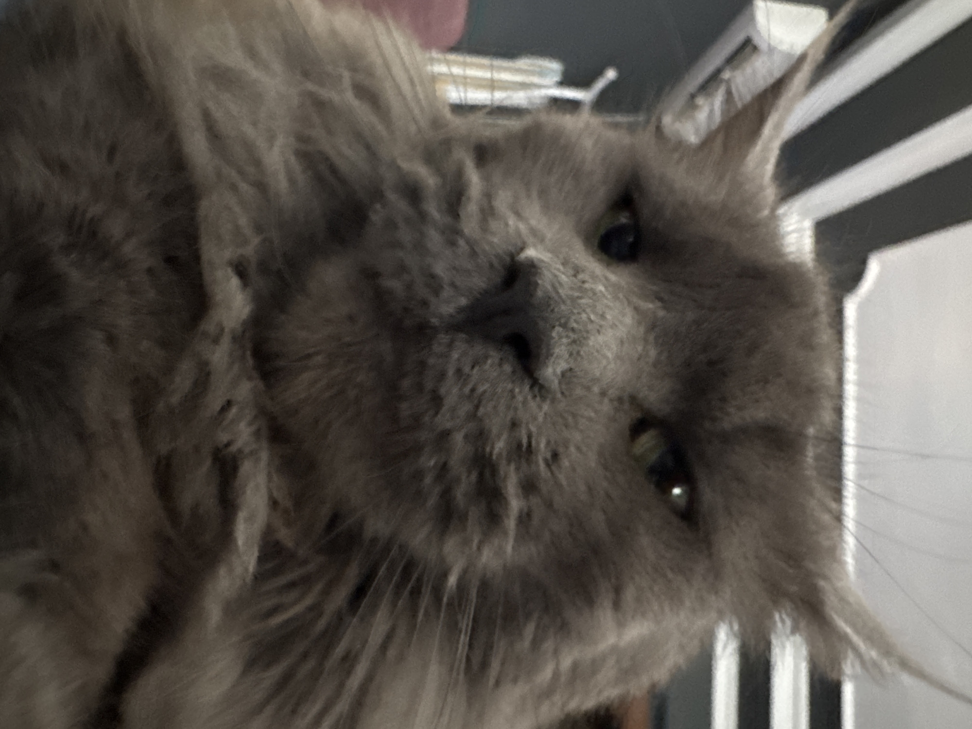 A close-up, eye-level, slightly upward-facing medium shot shows a fluffy, gray Maine Coon cat. The cat's face fills most of the frame, with its pointed ears clearly visible against a background of black and white striped blinds and a dark wall. The cat's eyes are partially closed, giving it a sleepy or judgmental expression. The lighting is dim, with a hint of yellow light reflecting in the cat's pupils. The fur is thick and appears to be of medium length, with some areas showing a lighter gray hue. The background is blurred, suggesting the focus is entirely on the cat. The image does not provide any information about the city of Gölbaşı, Turkey.