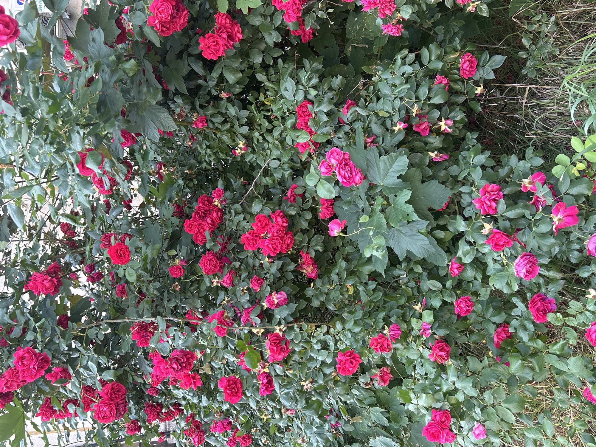 This media file captures a dense and vibrant bush primarily composed of deep pink or fuchsia roses, heavily laden with numerous blossoms and rich green foliage. The flowers vary in size, with many appearing in clusters, creating a lush and full appearance. The leaves are predominantly dark green, some smooth and oval, while others, possibly from an accompanying plant or older rose leaves, are larger and more lobed.
The scene depicts the rose bush in full bloom, indicating a thriving plant in a natural outdoor setting. No human activity or figures are present. The image is taken during daylight hours, as suggested by the even, natural light illuminating the scene without harsh shadows. The overall impression is one of natural beauty and abundance.
In the top left section of the image, parts of a light-colored building or wall are visible, along with what appears to be an outdoor air conditioning unit. On this unit, a small fragment of white text is discernible, including the numbers "0894" and possibly "47". Towards the right side and bottom right corner of the frame, some dry grass and wilder, lighter green foliage can be seen, indicating that the rose bush might be growing at the edge of a less cultivated area or adjacent to natural ground. This setting is located in Plovdiv, Bulgaria.