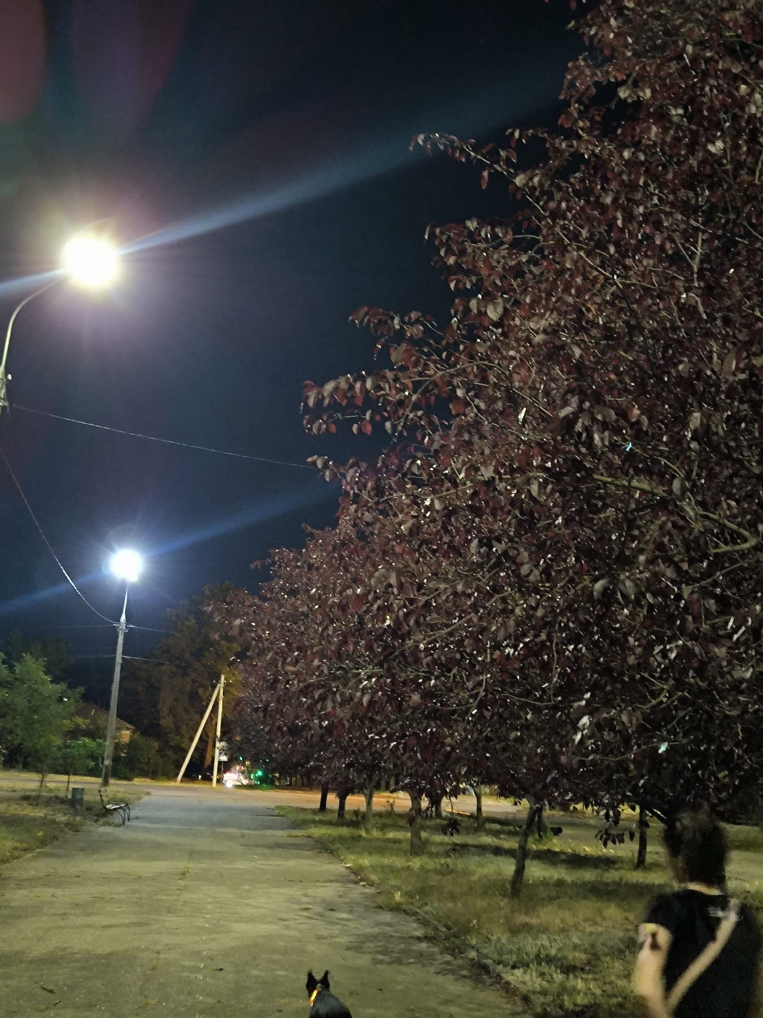 This is a nighttime photograph taken in the city of Mykolaiv, Ukraine. The image captures a street scene illuminated by streetlights and the headlights of a vehicle. In the foreground, a person with dark hair is walking with a dog. The path is paved, and there are trees with dark leaves lining the right side of the frame. To the left, a park bench and a lamppost are visible. In the background, power lines and a traffic light can be seen. The overall impression is one of a quiet, ordinary evening in a Ukrainian city.
