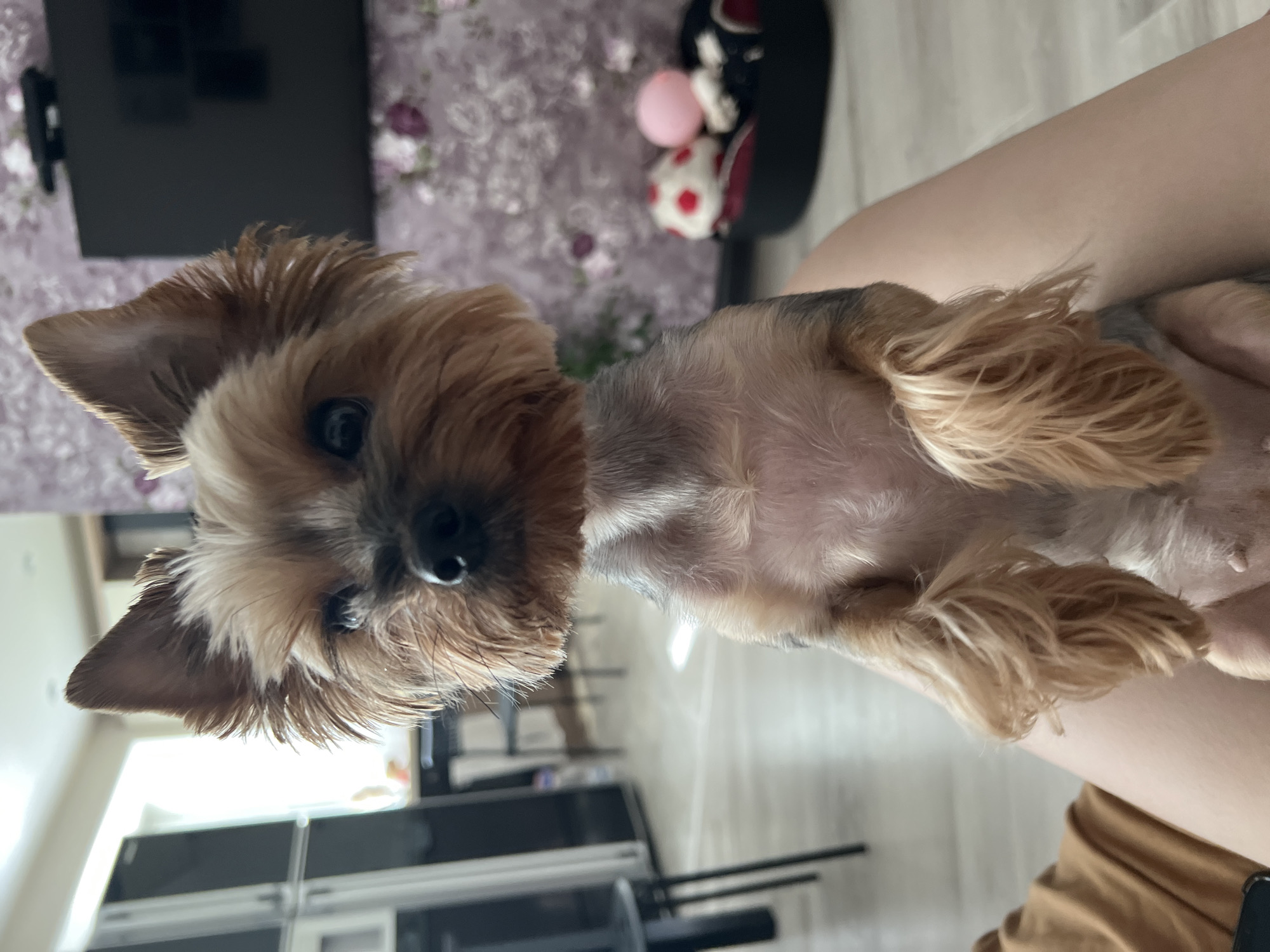 A Yorkshire Terrier is being held in someone's lap. The dog faces the camera, its fur is a mix of brown and gray. The person holding the dog has fair skin and is wearing a brown t-shirt. In the background, there is a wall with a floral pattern, a television mounted on the wall, and a black object with toys inside. The location is likely Chaikovsky, Russia.