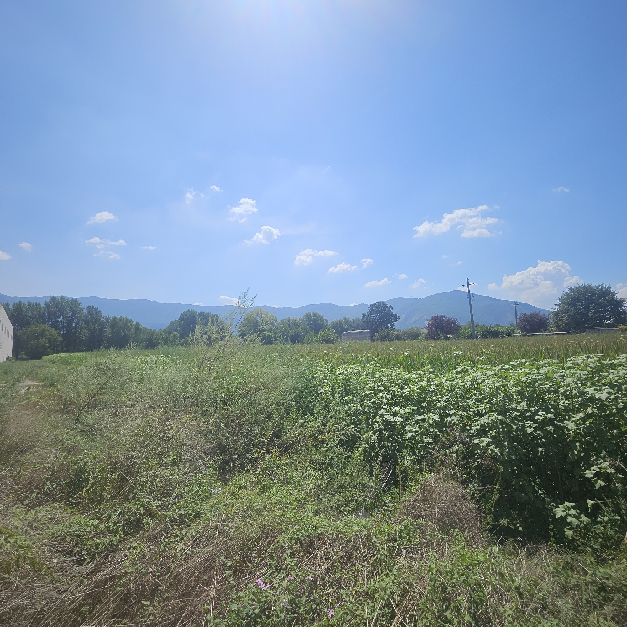 The image depicts a sun-drenched landscape under a bright blue sky with scattered white clouds. In the foreground, a dense field of green vegetation, including tall grasses and leafy bushes, dominates the scene. Some dry, straw-like stalks are interspersed with the green foliage. To the left, a portion of a white building with visible vertical lines is partially visible.
In the mid-ground, the vegetation continues, with some areas appearing more cultivated, possibly rows of crops. Trees with lush green foliage form a line behind the fields, and further in the distance, a range of blue-toned mountains stretches across the horizon. Two utility poles with wires are visible in the middle-right section of the image.
The overall impression is of a rural or semi-rural environment, likely in a region with agricultural activity and a mountainous backdrop. The lighting suggests it is daytime, possibly late morning or early afternoon, given the bright sun and clear sky. The image does not contain any people or animals, nor does it depict any specific actions or interactions. The scene appears serene and natural, with a building on the edge suggesting proximity to human settlement.