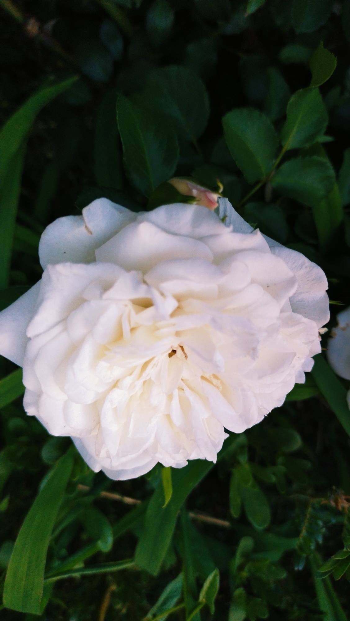 A close-up, vertical, eye-level shot focuses on a fully bloomed white rose in a garden. The rose is situated in the center of the frame, its delicate white petals creating a soft, layered texture. The background is a blur of dark green foliage, suggesting it is a sunny day with the sun dappling through the leaves. The image does not depict any people or specific urban features. Its composition emphasizes the natural beauty of the flower and its immediate surroundings. The scene is generic and does not contain any elements that would allow for a specific identification of its location within Horishni Plavni, Ukraine.