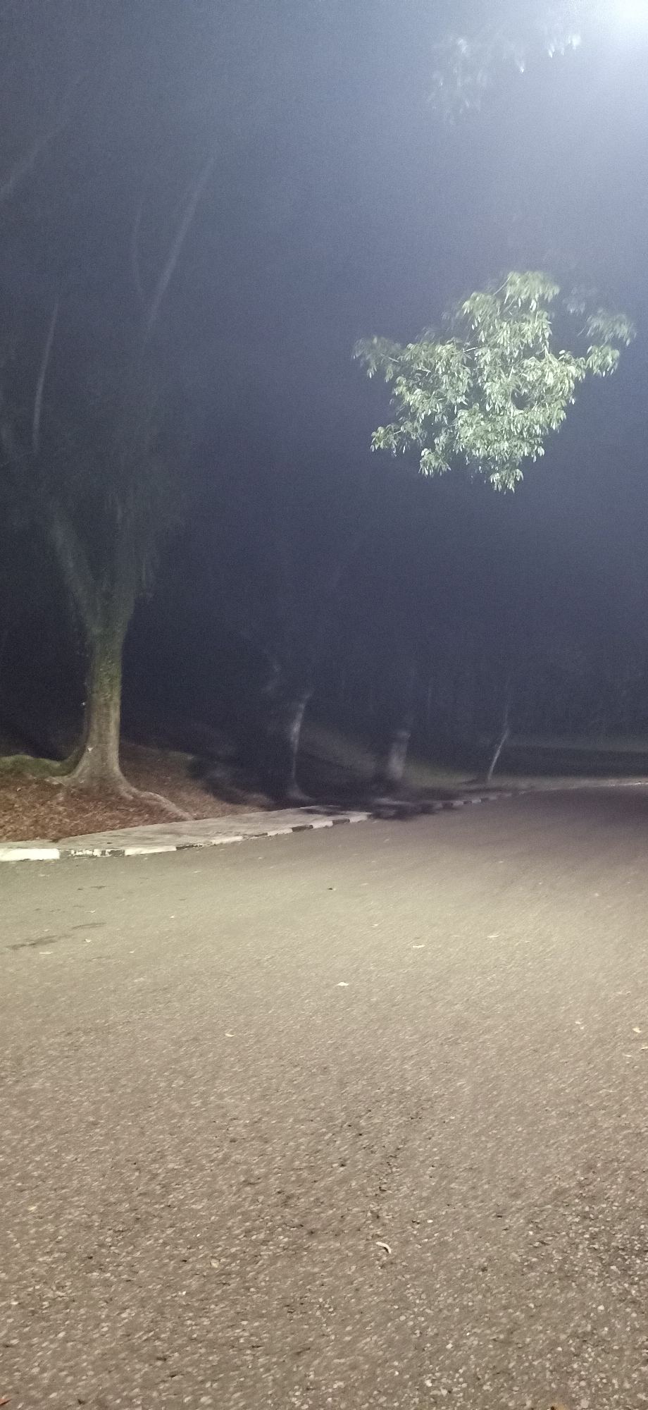 The image depicts an outdoor scene at night, likely in Palohgadeng, Indonesia. The foreground is dominated by a paved road, its surface textured and showing scattered debris, possibly leaves or small stones. A sidewalk runs along the edge of the road, marked with alternating black and white stripes, indicating a curb. Beyond the sidewalk, a grassy or dirt embankment slopes upwards, with several trees visible.
The trees are dark silhouettes against the night sky, their branches and foliage indistinct due to low light conditions and a hazy or foggy atmosphere. One tree, to the left, is particularly prominent with a thick trunk and exposed roots. In the mid-ground, more trees are spaced out, their forms softened by the haze.
In the upper right portion of the image, a cluster of tree branches with green leaves is illuminated, suggesting a light source above and to the right. The background is obscured by darkness and fog, with only faint shapes of trees and possibly structures discernible in the distance. The overall impression is one of a quiet, possibly deserted, urban or park area at night, with a noticeable atmospheric haze. No people or specific actions are visible.