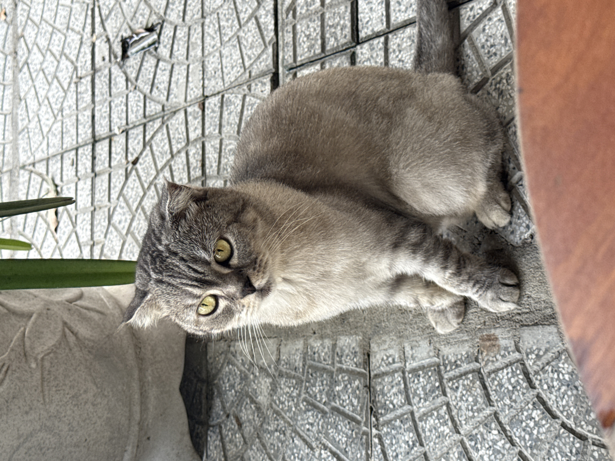 A grey and white tabby cat lies on a grey, patterned tile floor. The cat is positioned in the center of the image, with its head turned towards the left. The cat's eyes are a bright yellow-green color. A plant in a white decorative container is visible on the left side of the image. Part of a person's leg is visible on the right side of the image. The photo was taken in Đà Nẵng, Vietnam.