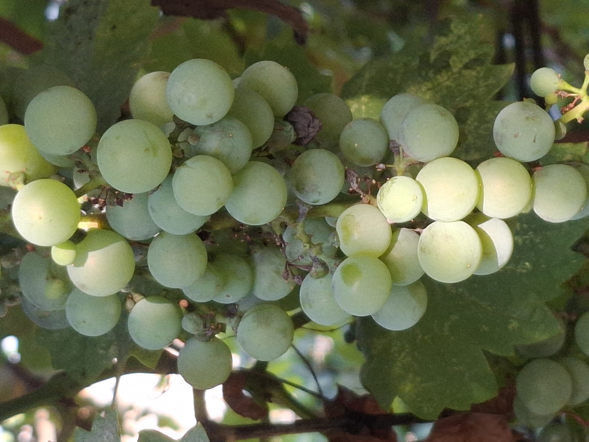 A close-up, vertical, outdoor, eye-level shot shows a cluster of green grapes hanging from a vine. The grapes are round and tightly packed together, with a few individual grapes scattered throughout the cluster. The vine has green leaves and some brown, dried remnants of previous fruit. The background is a blur of green foliage and sunlight, suggesting a sunny day. The image is taken in Almaty, Kazakhstan, at an unspecified location within the city.