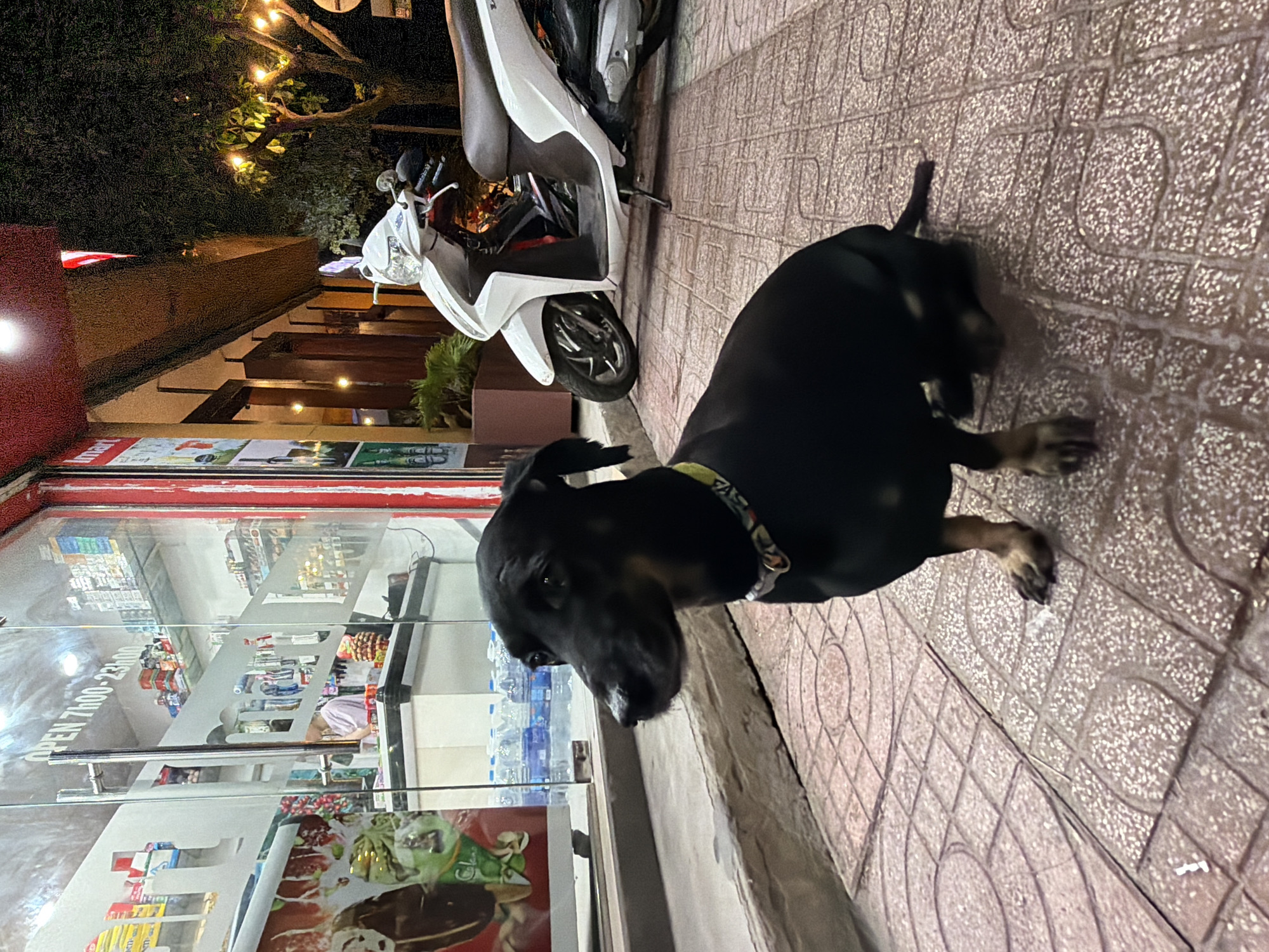 A black dog with tan markings sits on a tiled sidewalk in front of a convenience store in Nha Trang, Vietnam. The store's glass door is visible, displaying shelves of goods and a sign indicating "OPEN 7h00 - 23h00". A white scooter is parked on the sidewalk to the right of the dog. The scene is illuminated by streetlights and string lights hanging from a tree in the background.