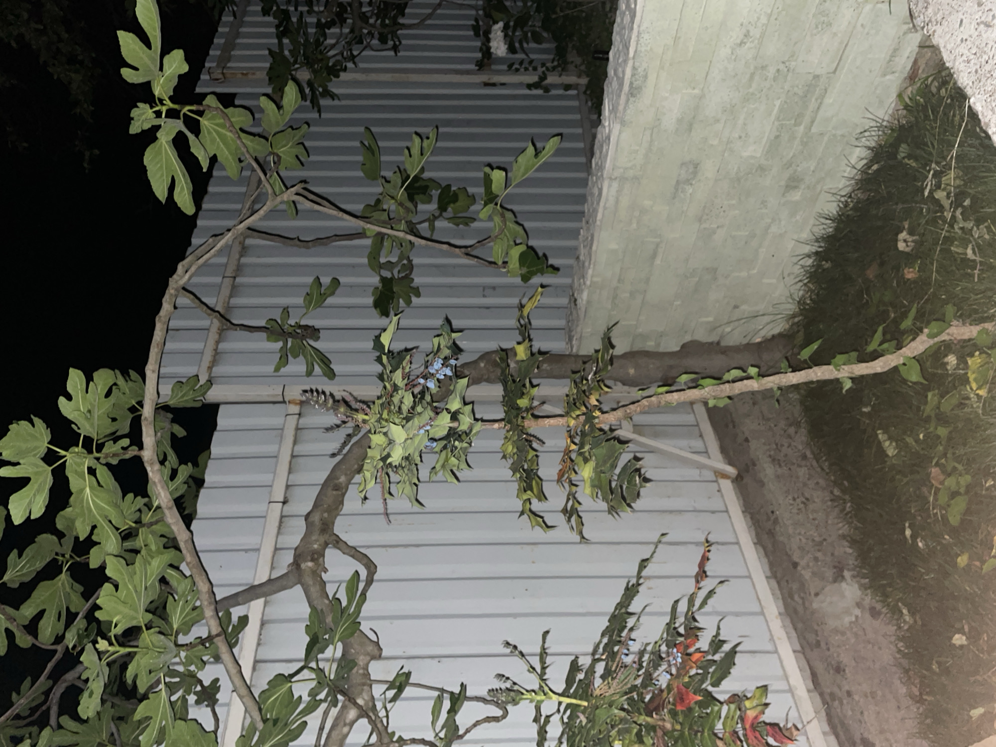 In an outdoor setting at night, a cluster of plants, including a fig tree with large green leaves and a smaller shrub with blue berries, is situated against a light gray corrugated metal fence and a white brick wall. The ground is covered with grass and fallen leaves. The lighting is dim, suggesting artificial illumination from an unseen source. The scene appears to be a residential backyard or garden. There are no people or animals visible in the image.